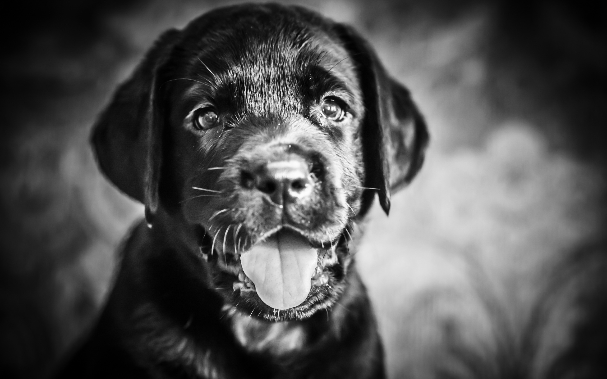 Free download wallpaper Dogs, Dog, Animal, Puppy, Black & White, Baby Animal on your PC desktop