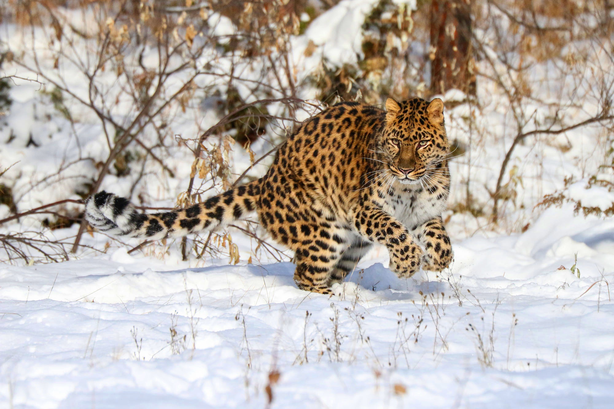 Скачать картинку Животные, Зима, Снег, Леопард, Кошки в телефон бесплатно.