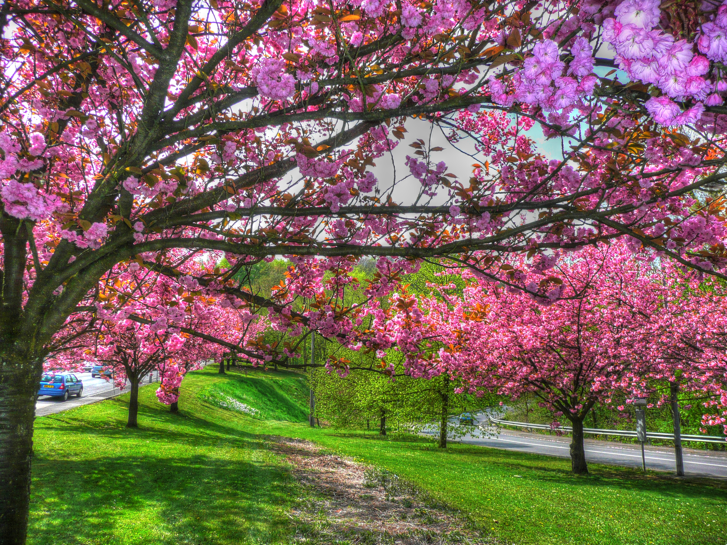 Download mobile wallpaper Flowers, Tree, Earth, Spring, Blossom, Pink Flower for free.