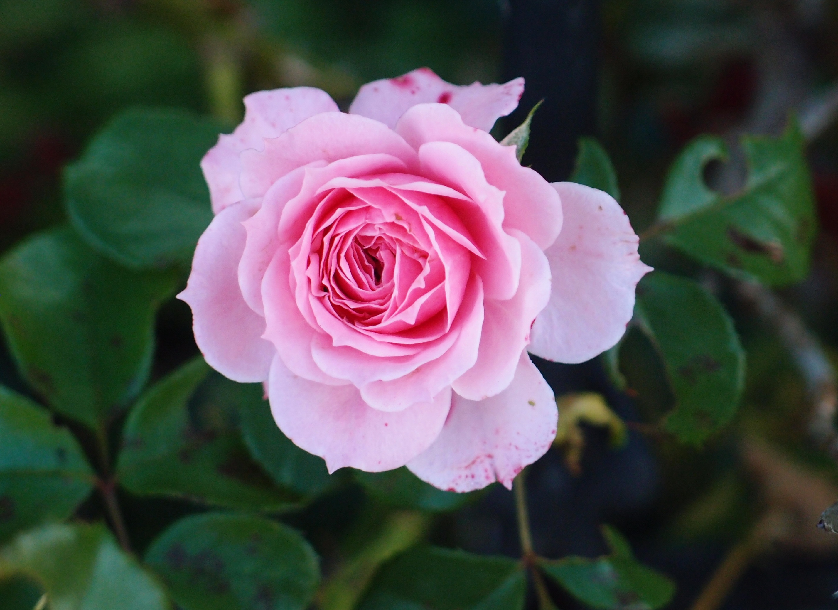 Скачати мобільні шпалери Брунька, Бутон, Квітка, Роза, Рожевий, Квіти, Троянда безкоштовно.
