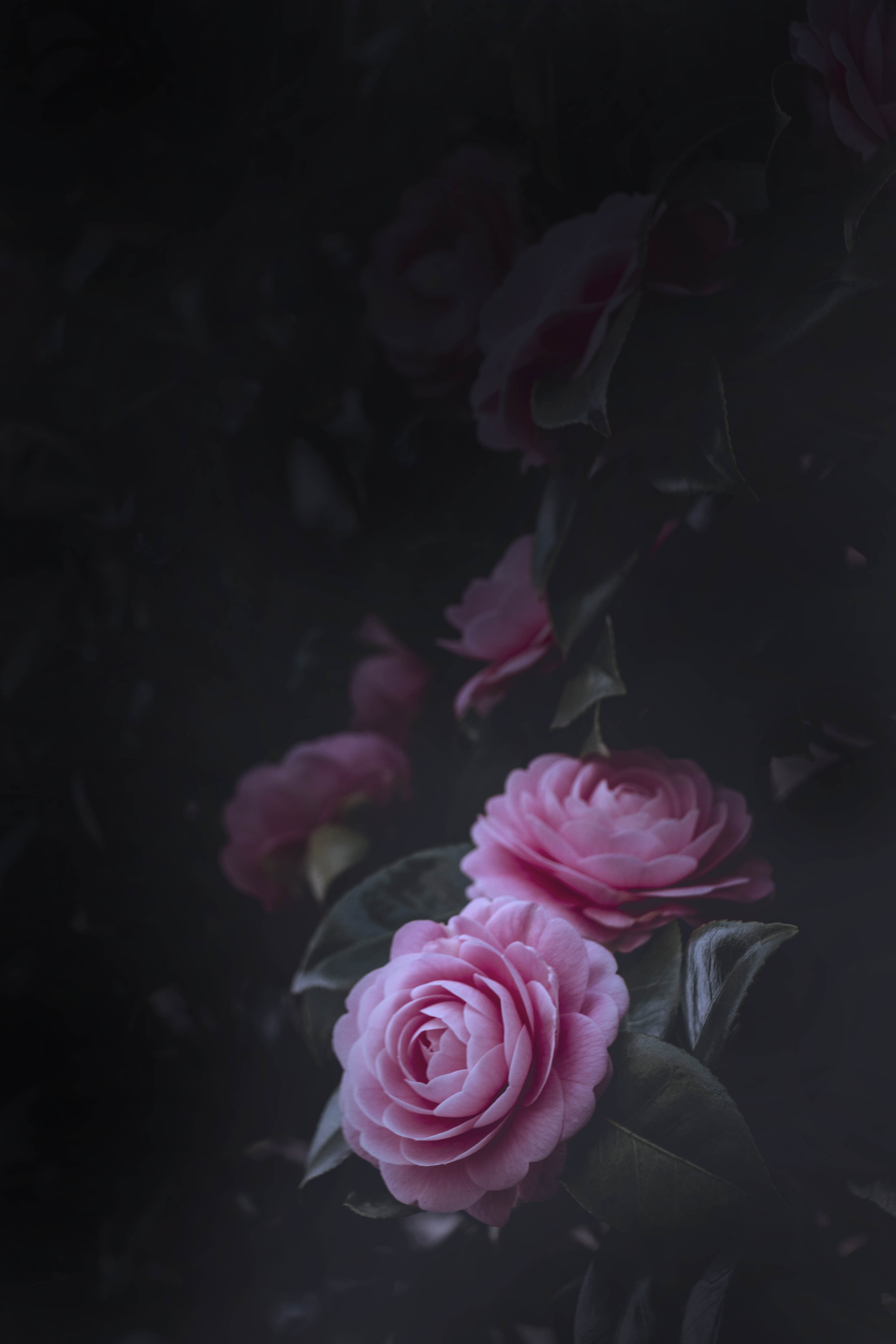Free download wallpaper Flowers, Pink, Bush, Flowering, Buds, Roses, Bloom on your PC desktop
