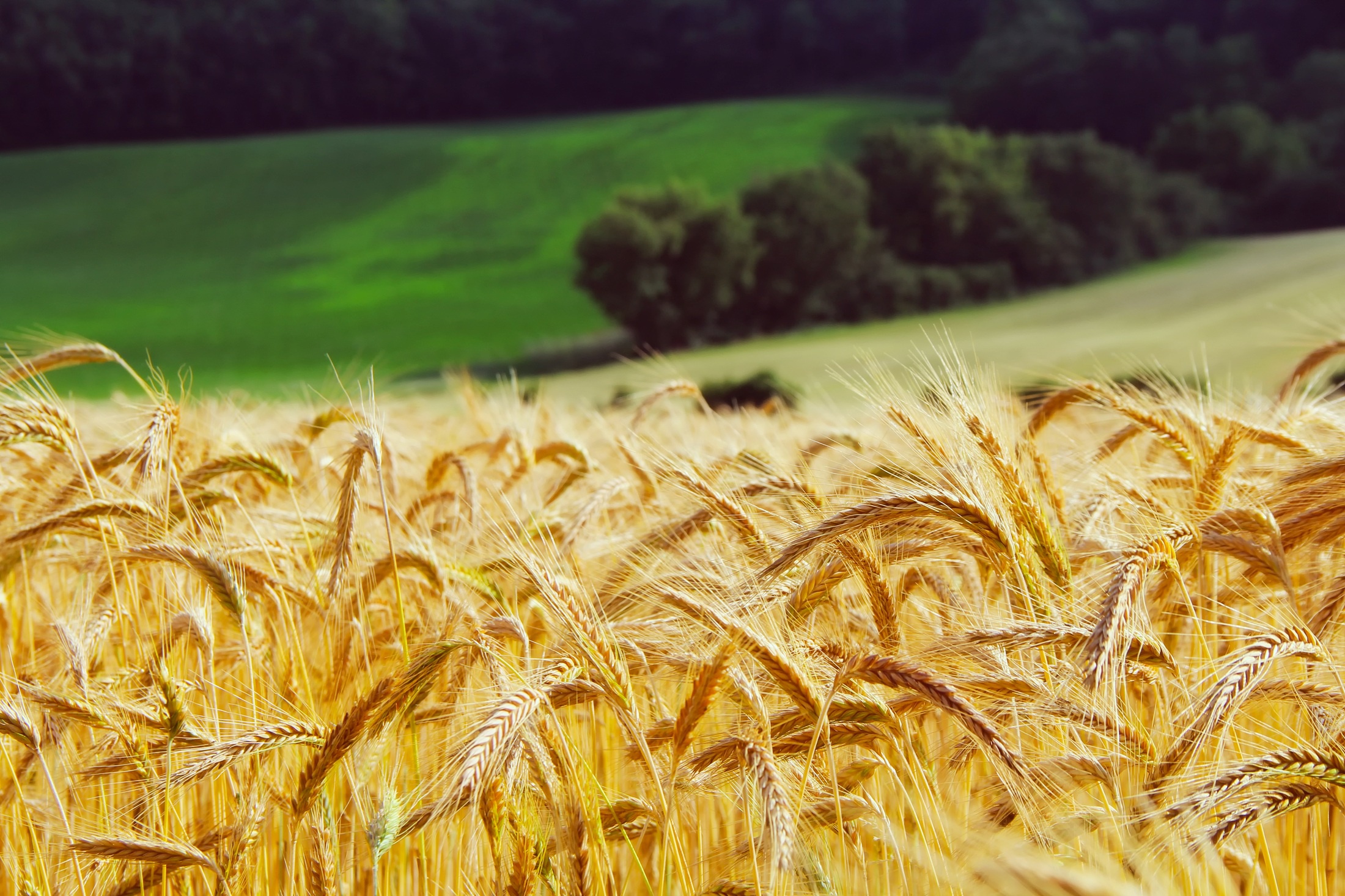 Download mobile wallpaper Nature, Summer, Wheat, Earth, Field, Depth Of Field for free.