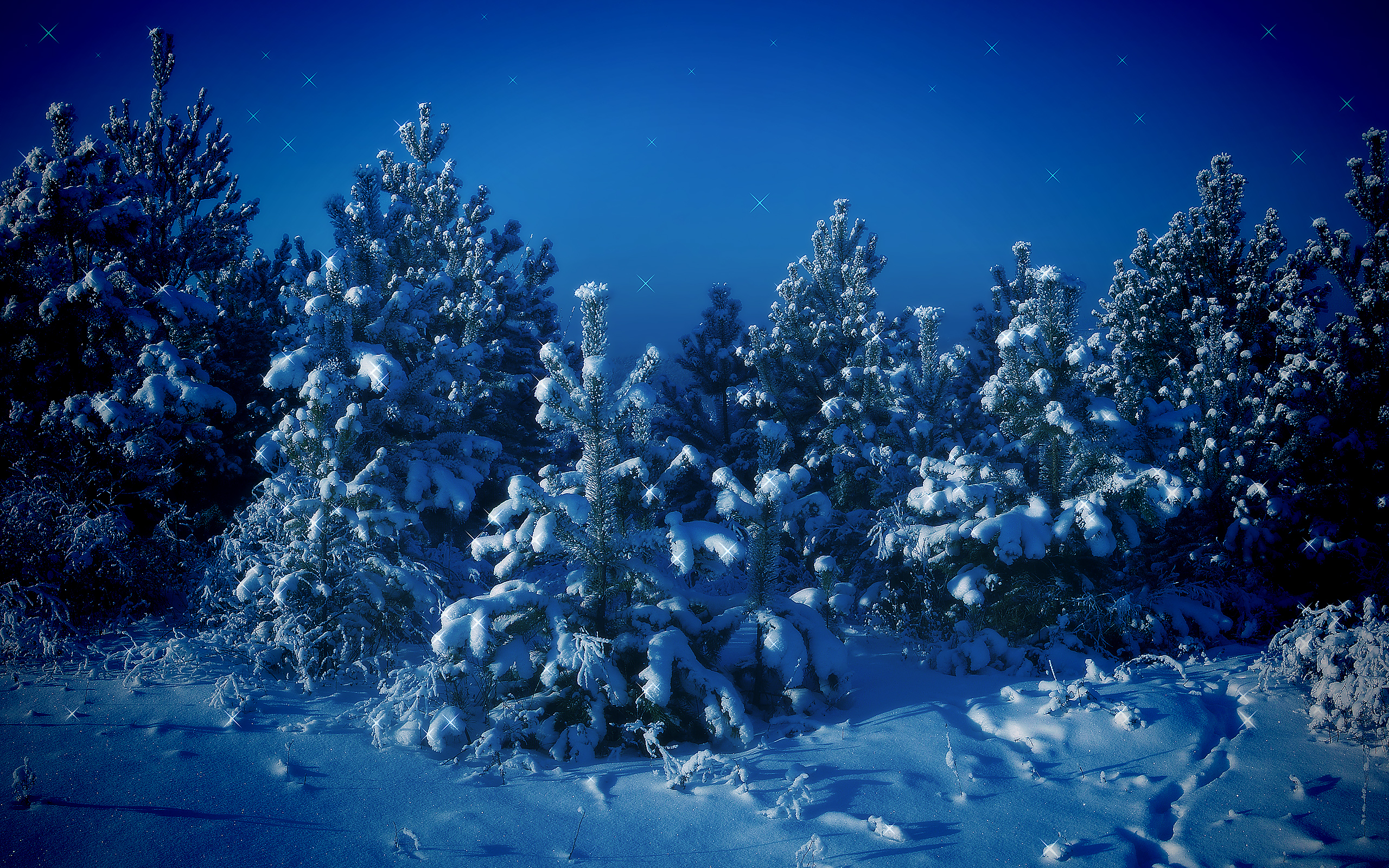 563168 descargar imagen tierra/naturaleza, invierno, bosque, pino, nieve, árbol: fondos de pantalla y protectores de pantalla gratis