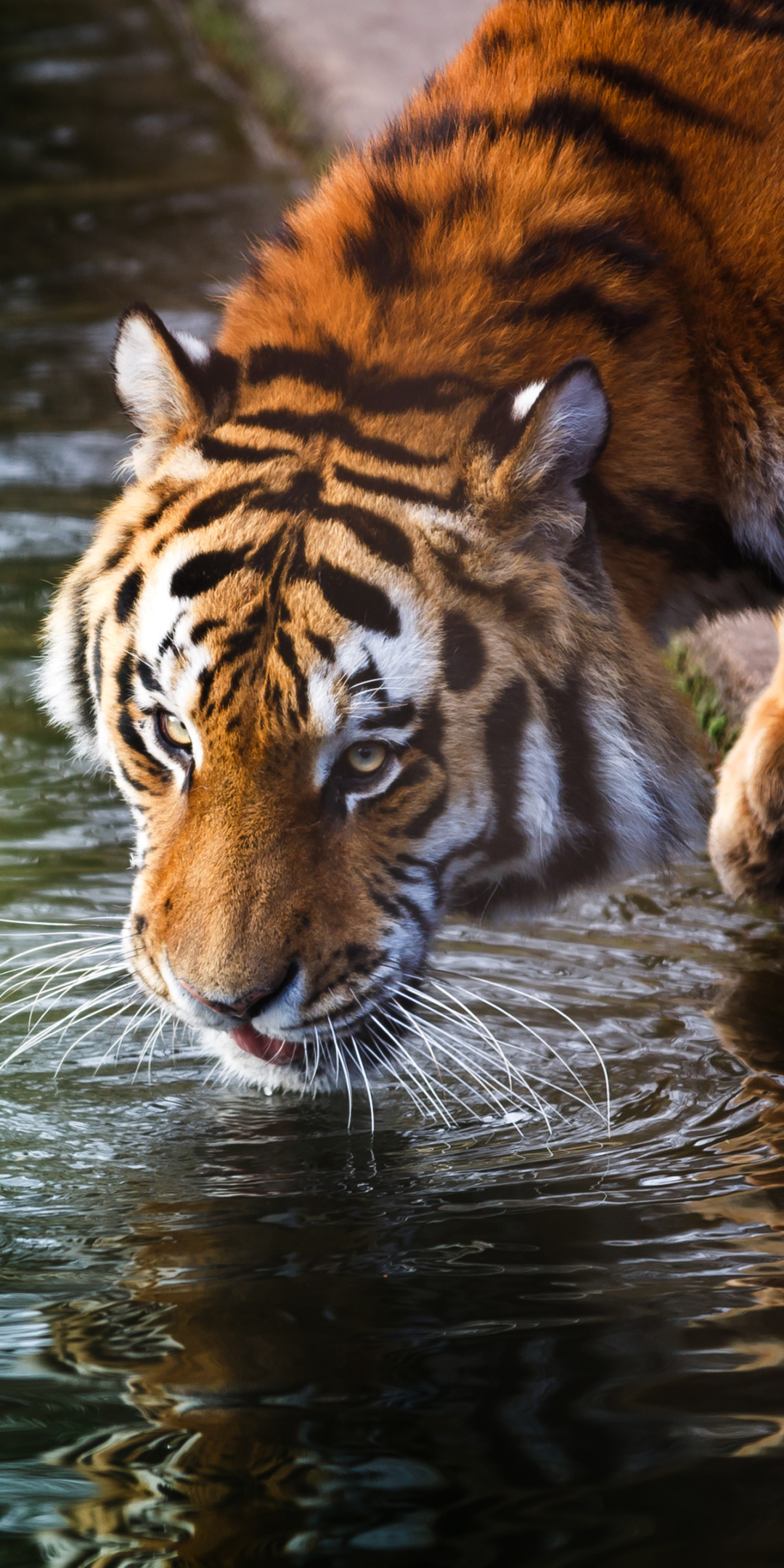 Descarga gratuita de fondo de pantalla para móvil de Animales, Gatos, Tigre.