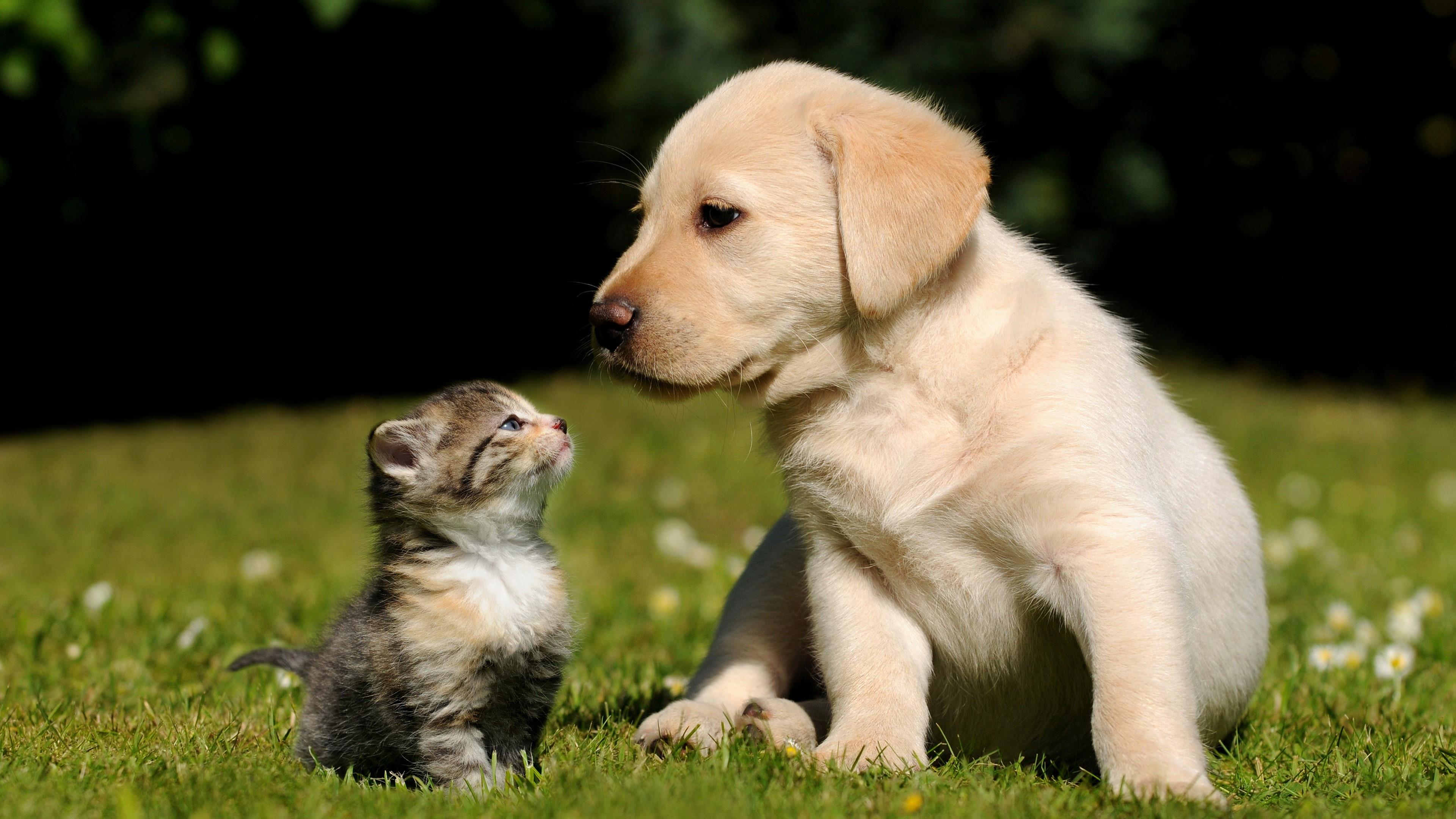 animal, cat & dog, cute, kitten, puppy HD wallpaper
