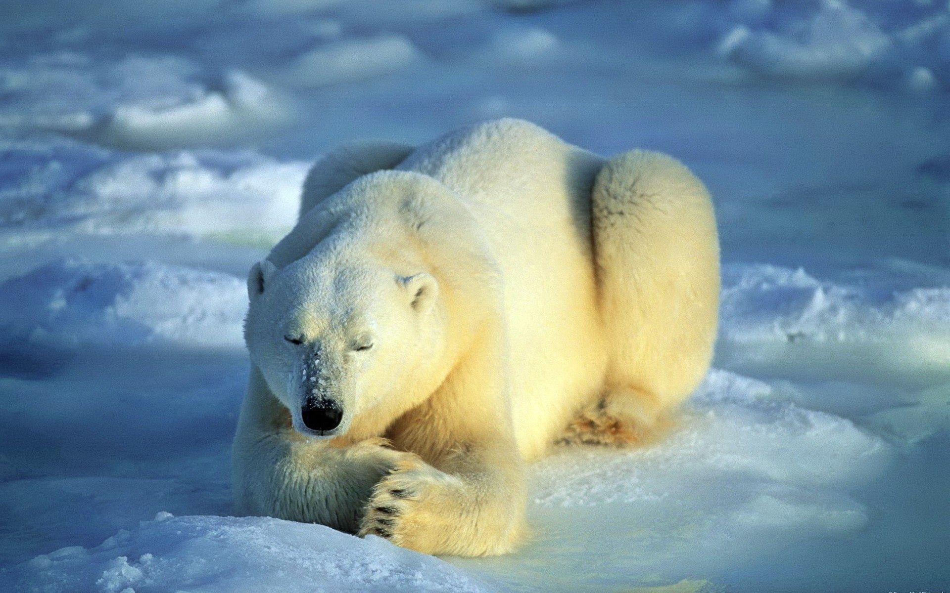 151968 скачать картинку ожидание, животные, снег, лежать, медведь, полярный медведь - обои и заставки бесплатно