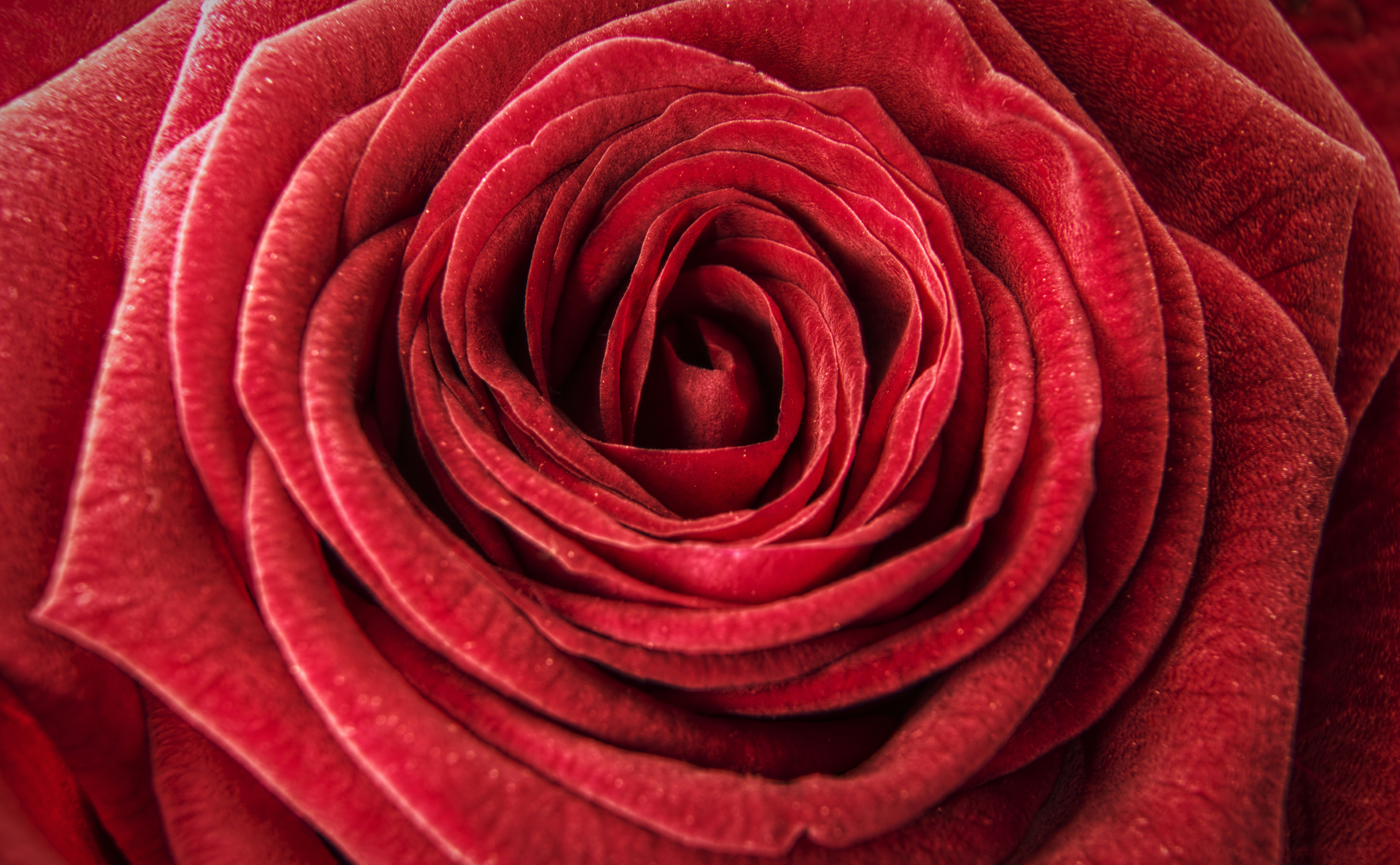 Завантажити шпалери безкоштовно Квітка, Роза, Земля, Червона Троянда, Червона Квітка, Флауерзи картинка на робочий стіл ПК