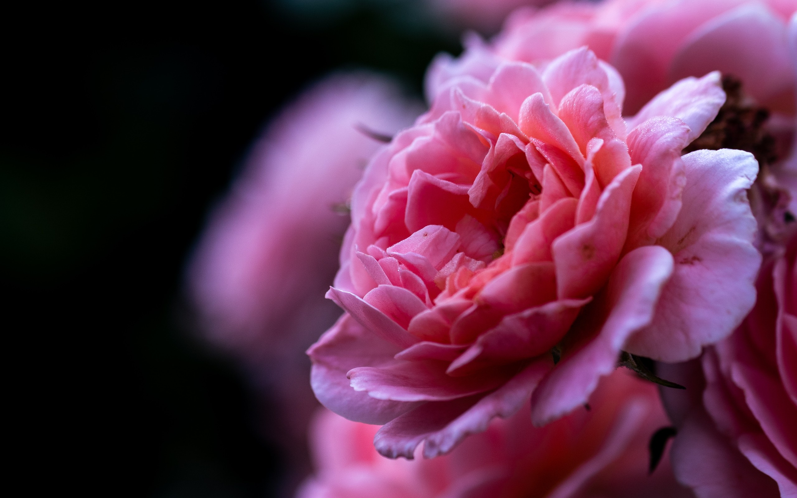 Téléchargez gratuitement l'image Fleurs, Rose, Fleur, Terre/nature, Fleur Rose sur le bureau de votre PC