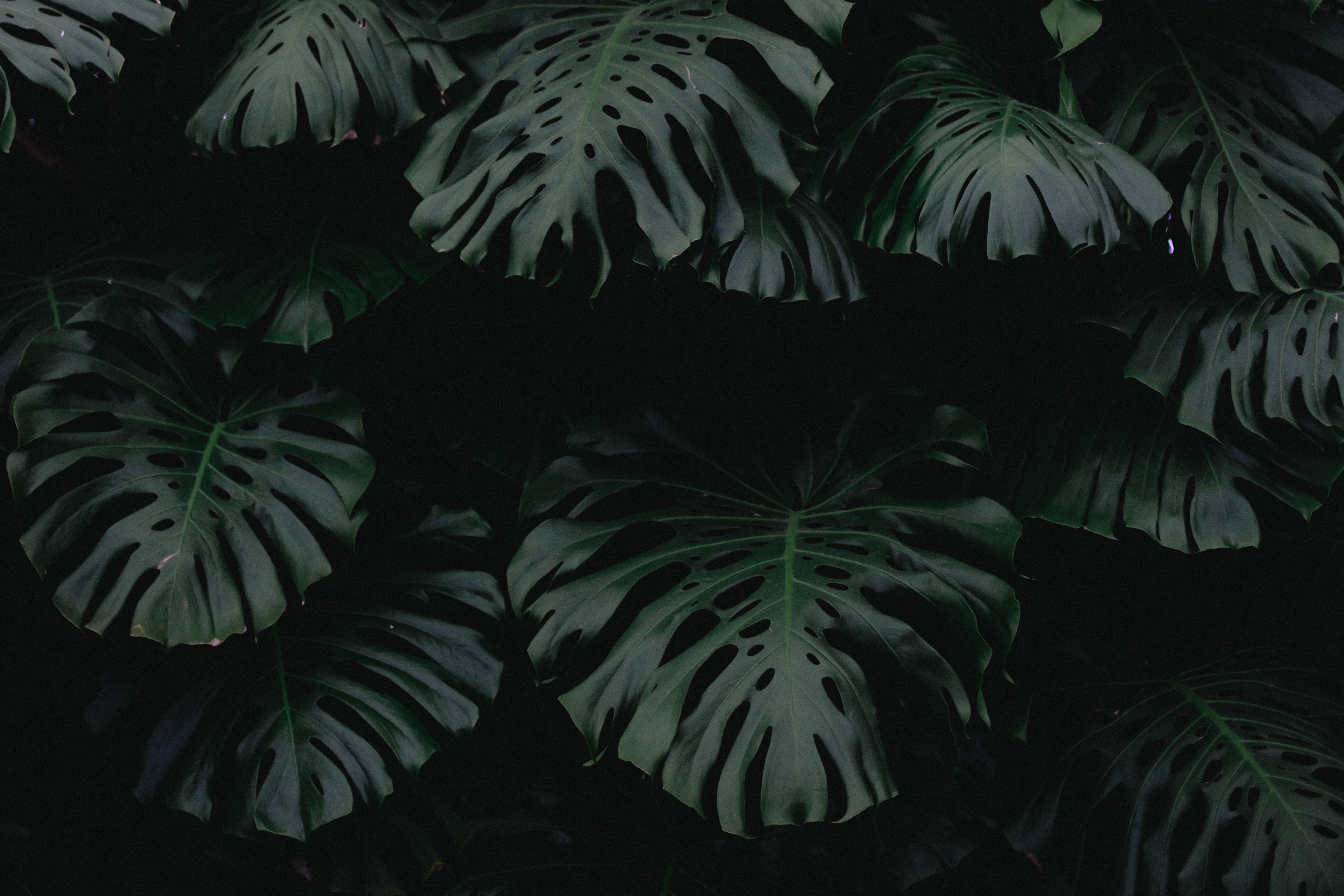 Free download wallpaper Nature, Sheet, Leaf, Plant, Dark on your PC desktop