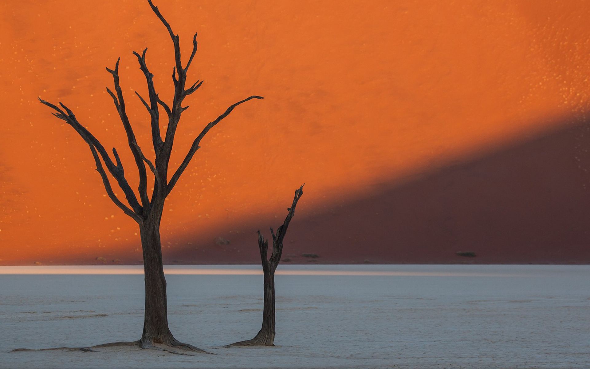Free download wallpaper Trees, Desert, Tree, Earth on your PC desktop