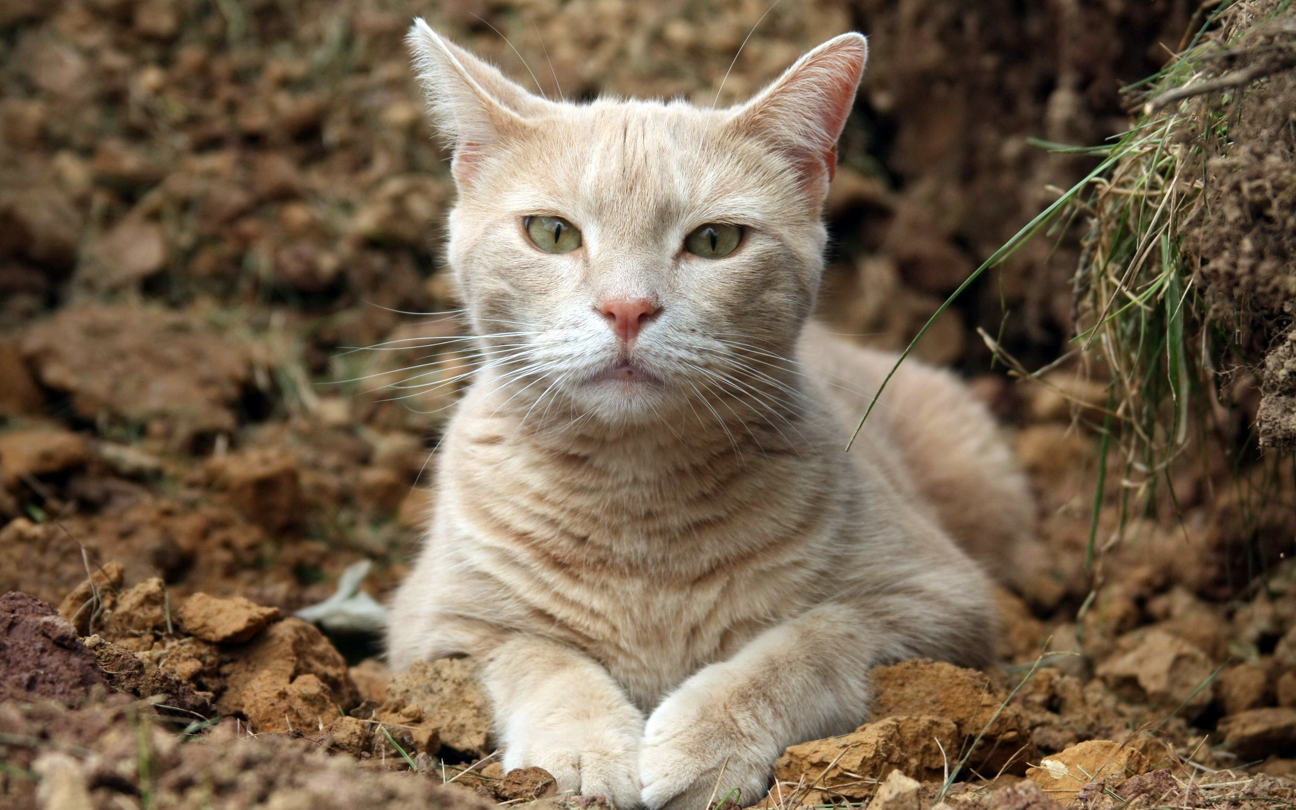 Handy-Wallpaper Tiere, Katzen, Katze kostenlos herunterladen.