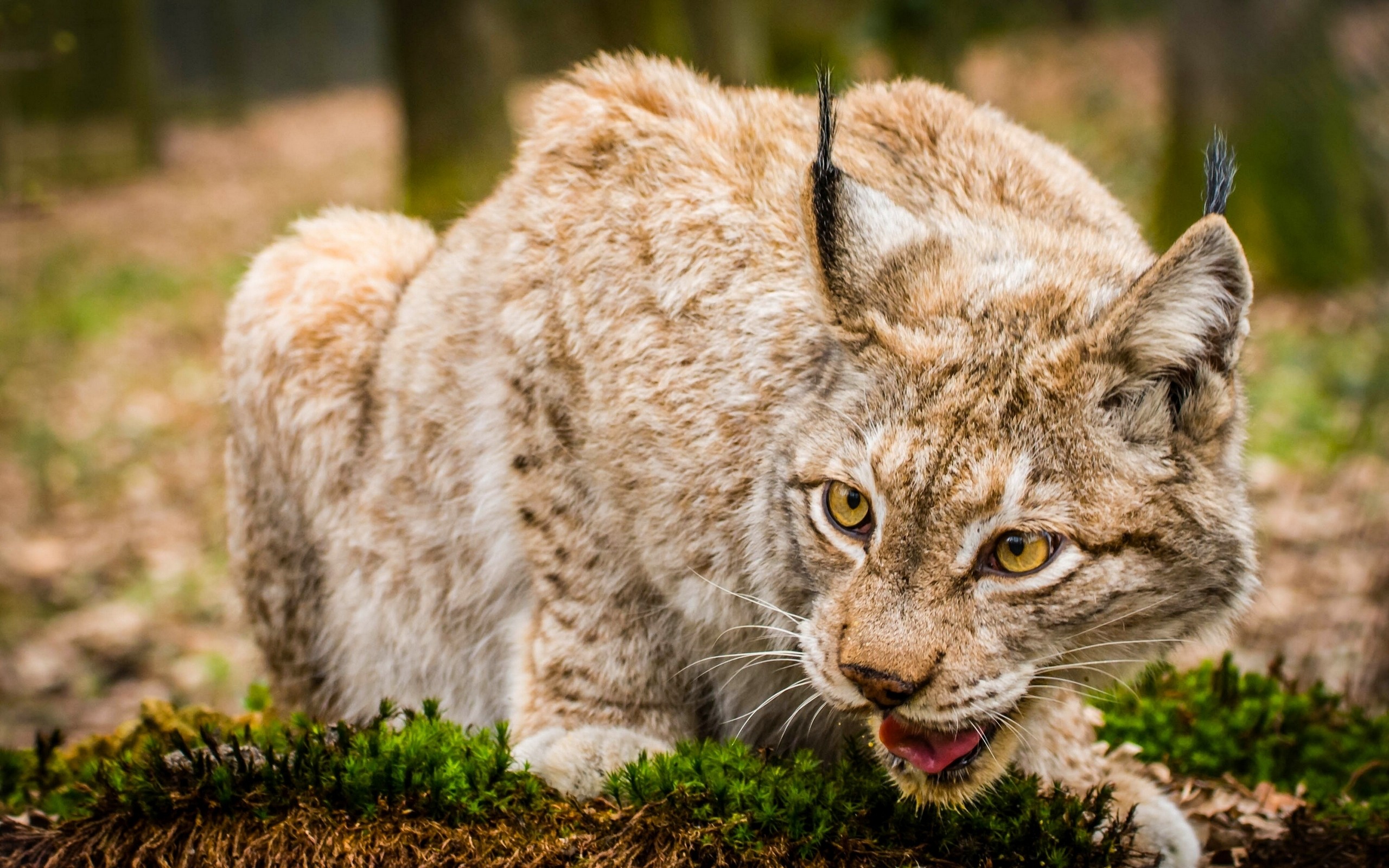 Descarga gratuita de fondo de pantalla para móvil de Lince, Gatos, Animales.