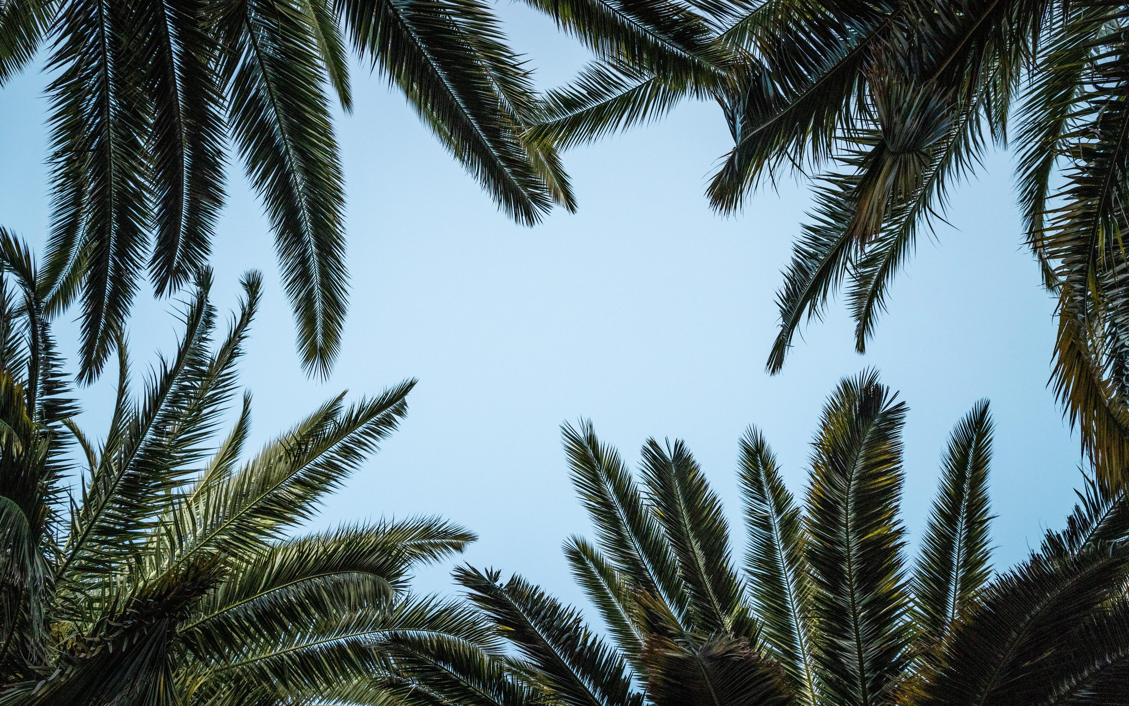 Descarga gratuita de fondo de pantalla para móvil de Naturaleza, Cielo, Hoja, Tierra/naturaleza, Palmera.