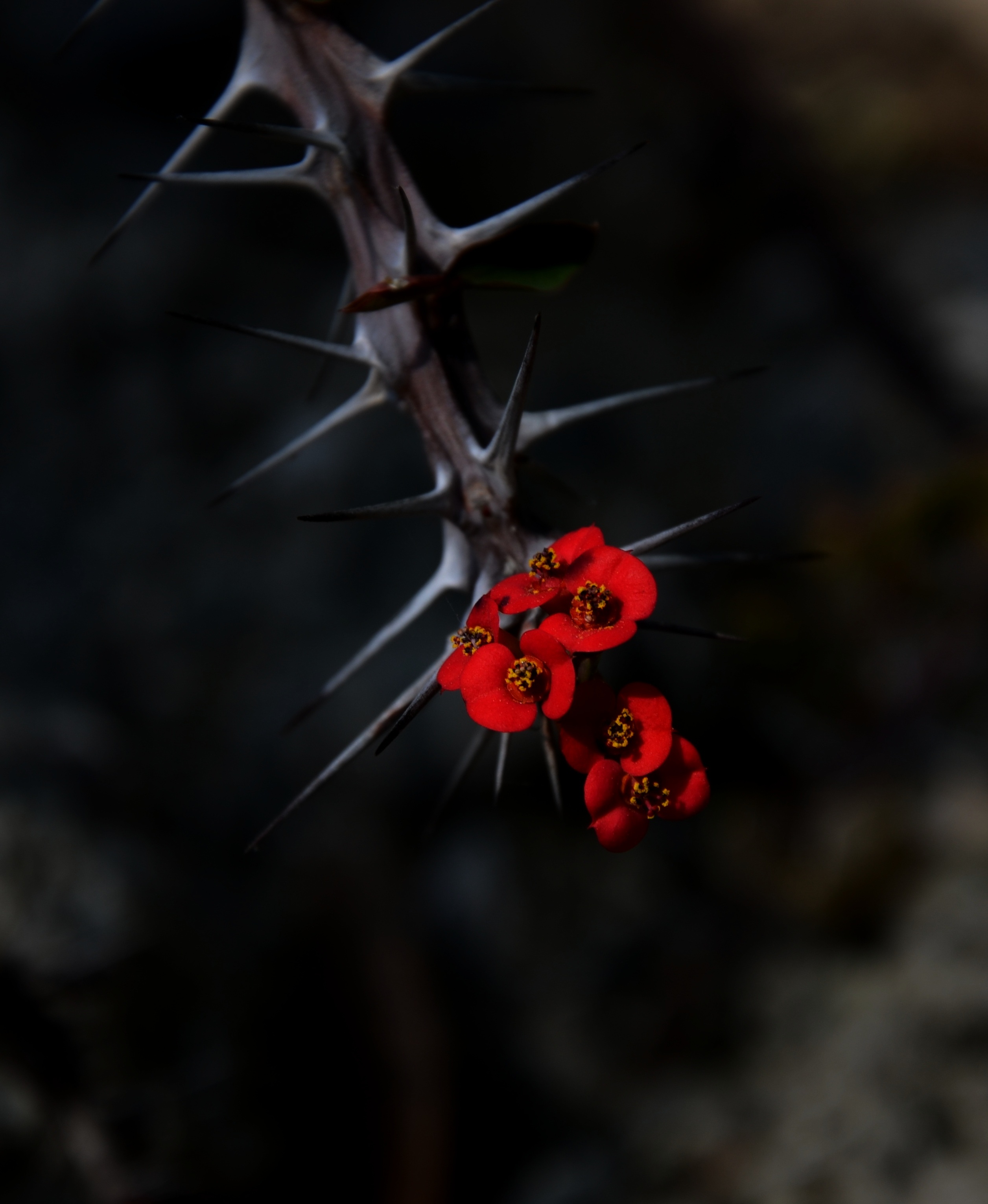 Download mobile wallpaper Blur, Needle, Prickles, Thorns, Spikes, Macro, Smooth, Flowers for free.