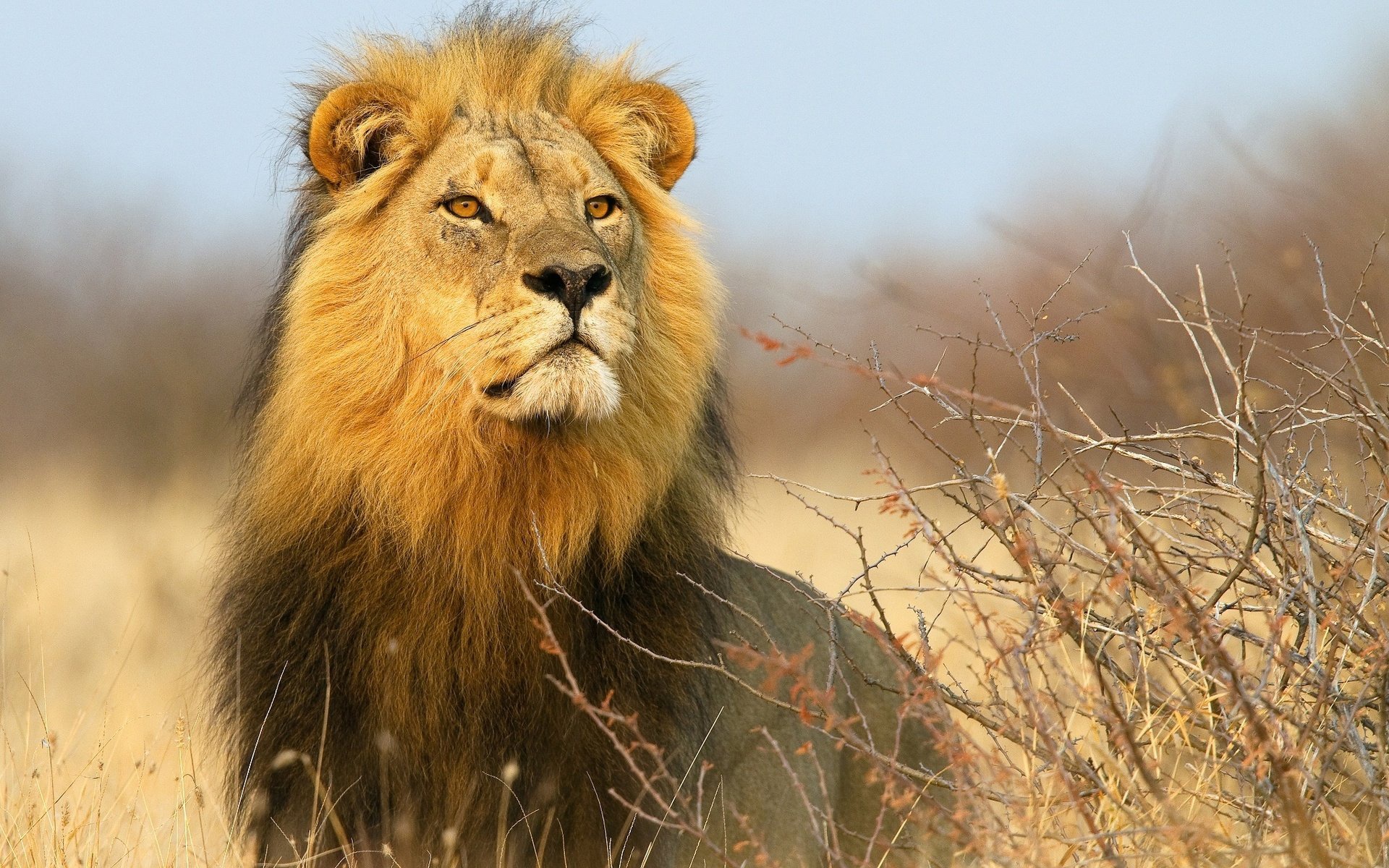 Téléchargez des papiers peints mobile Animaux, Chats, Lion gratuitement.