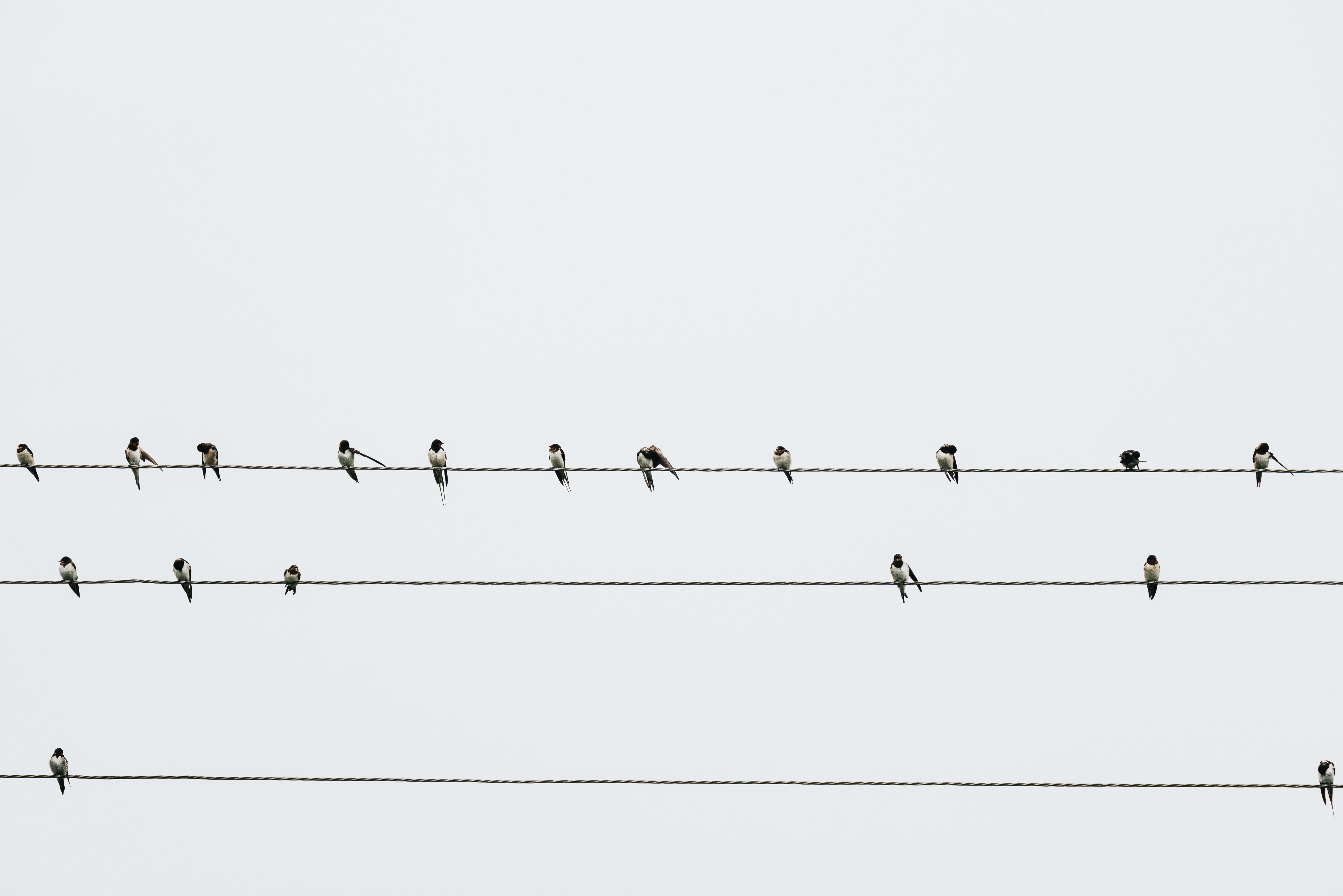 minimalism, birds, wires, wire, swallows