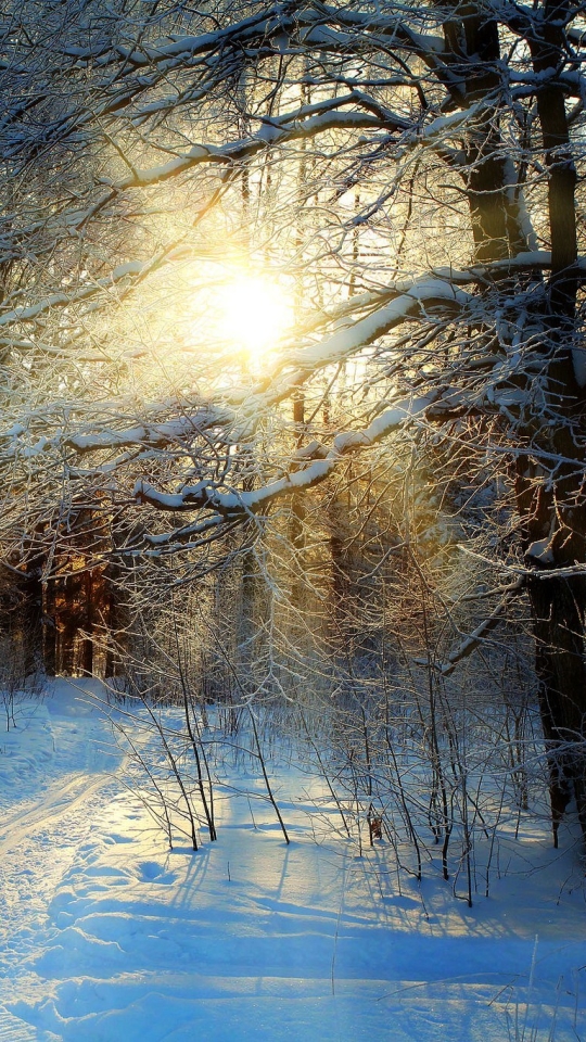 Download mobile wallpaper Winter, Nature, Snow, Forest, Tree, Earth, Path, Sunbeam for free.