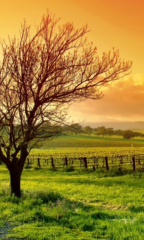 Download mobile wallpaper Vineyard, Man Made for free.