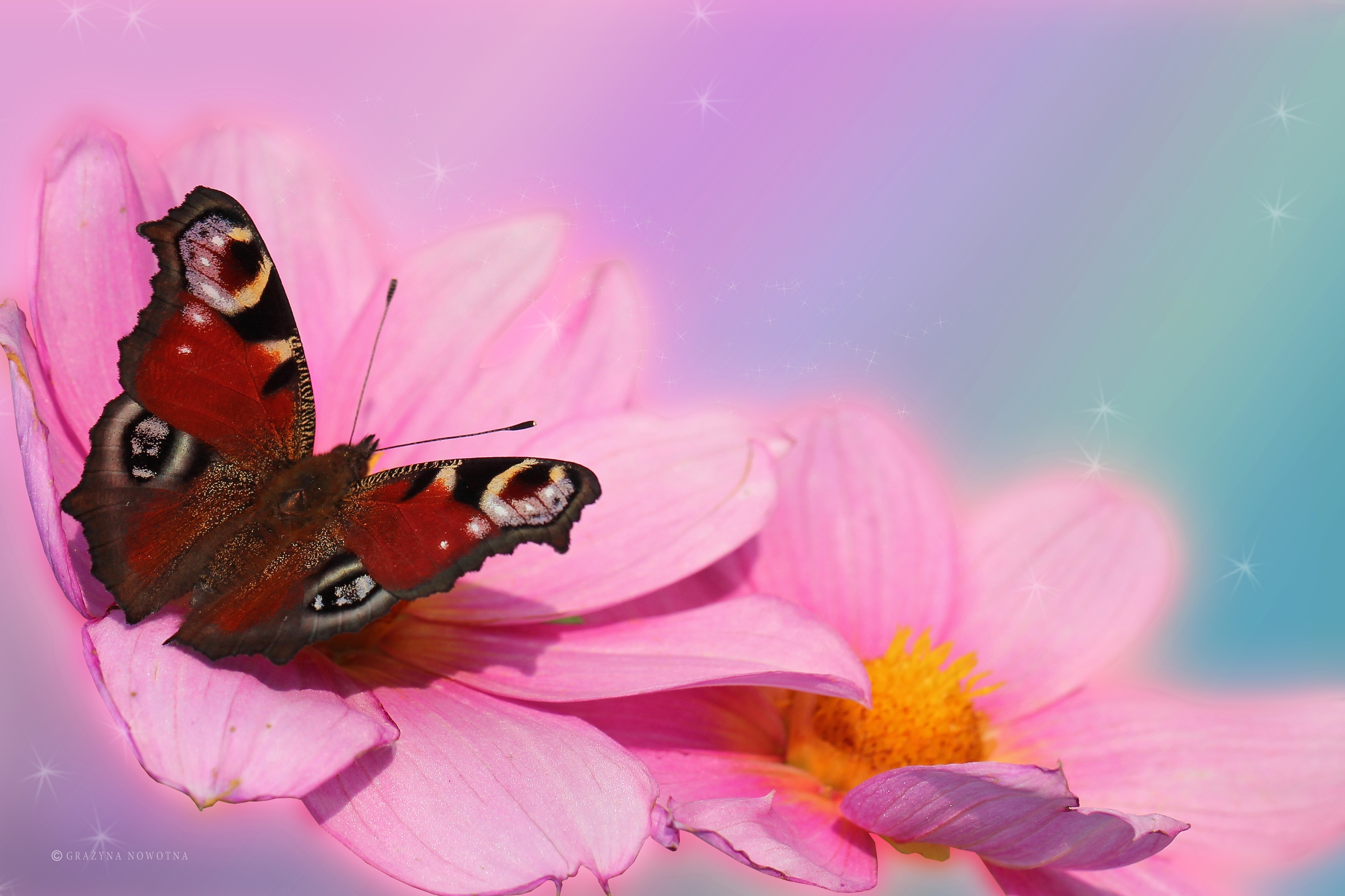 Скачать обои бесплатно Животные, Цветок, Красный, Бабочка, Георгина, Пинк картинка на рабочий стол ПК