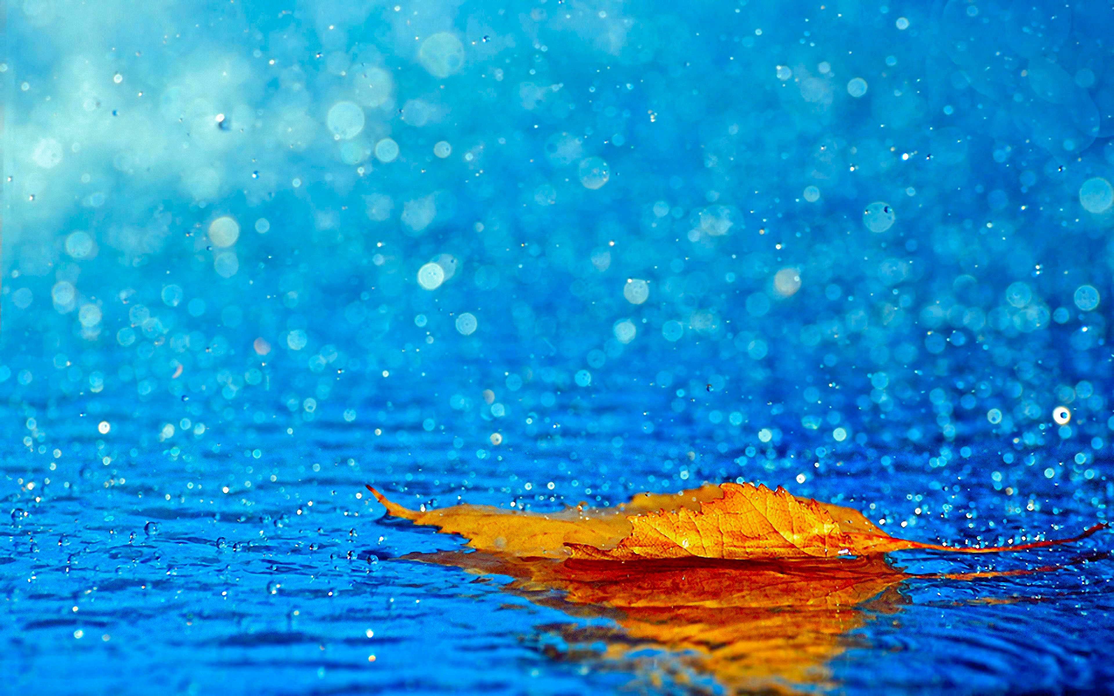 1491010画像をダウンロード雨, 秋, 地球, 葉, 青い, ボケ, ターコイズ, 水滴-壁紙とスクリーンセーバーを無料で