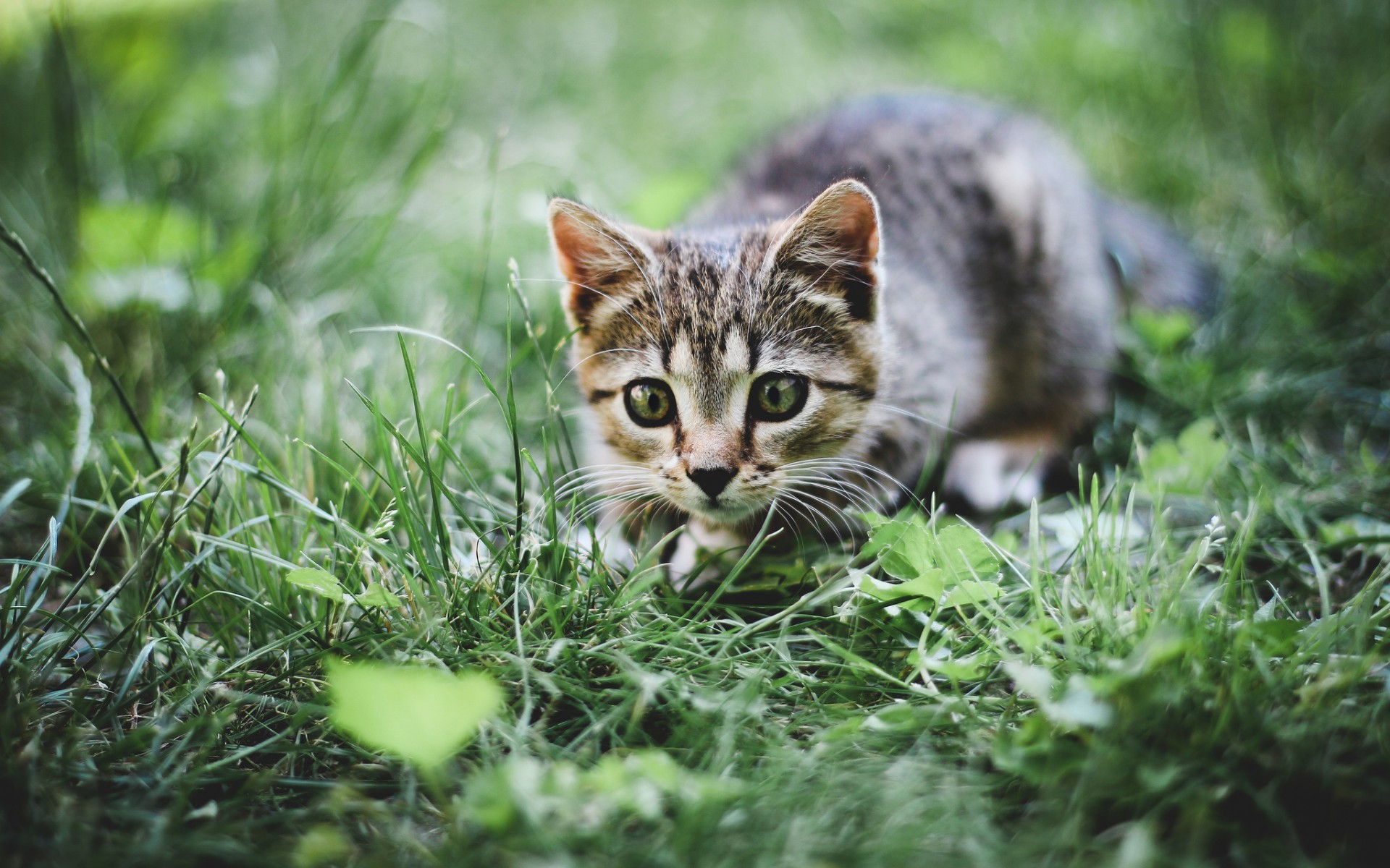 Descarga gratuita de fondo de pantalla para móvil de Gato, Gatos, Animales.