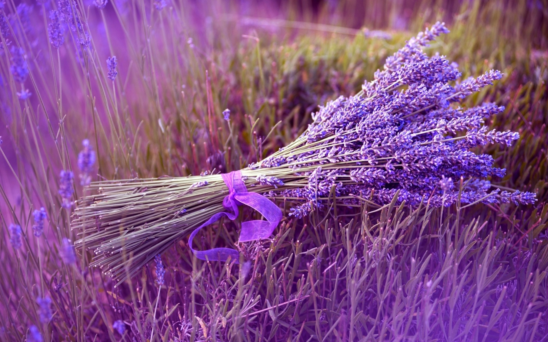 Download mobile wallpaper Lavender, Still Life, Ribbon, Purple, Flowers, Nature, Grass, Earth for free.