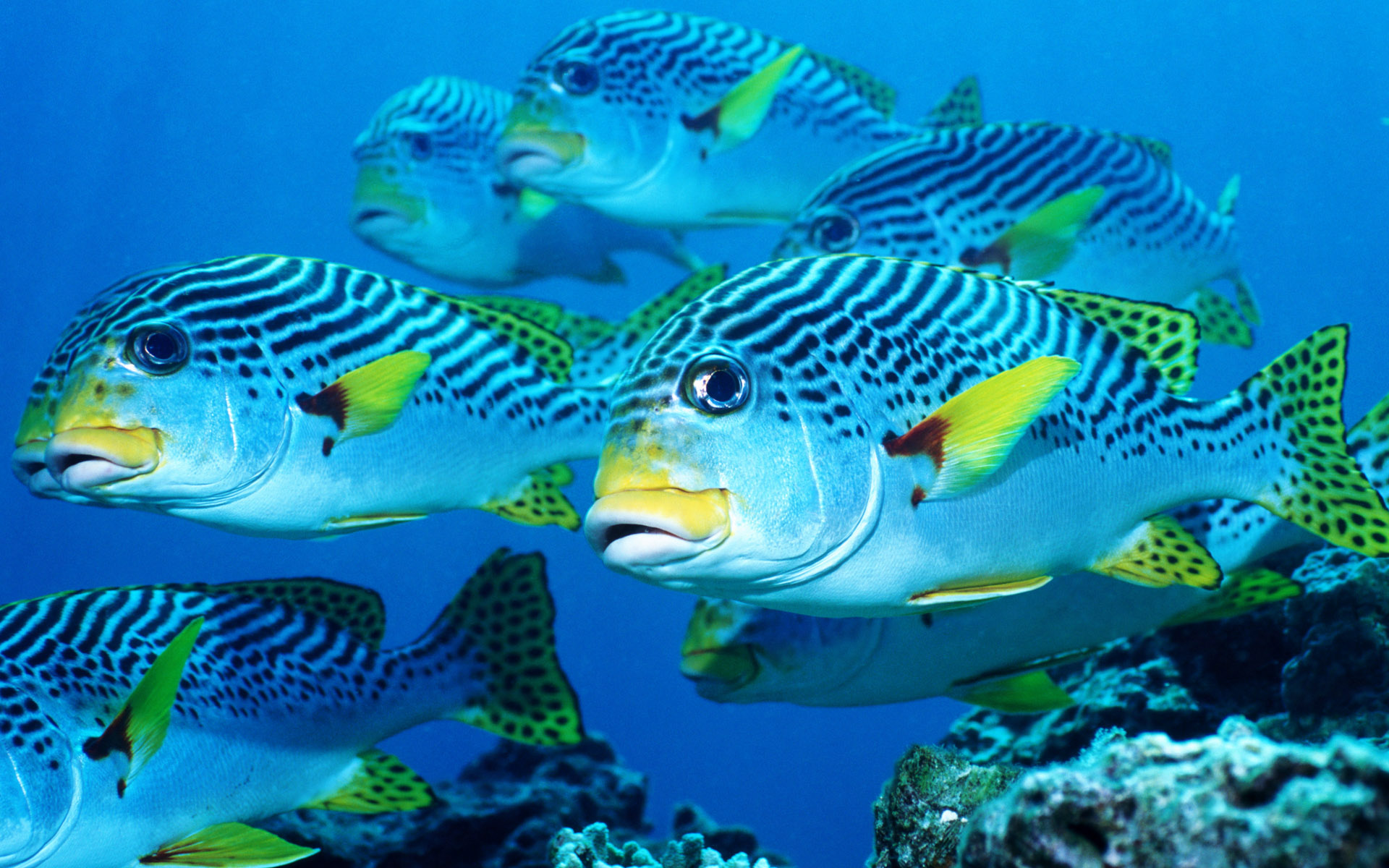 303746 baixar imagens peixes, animais, peixe, lábios doce - papéis de parede e protetores de tela gratuitamente