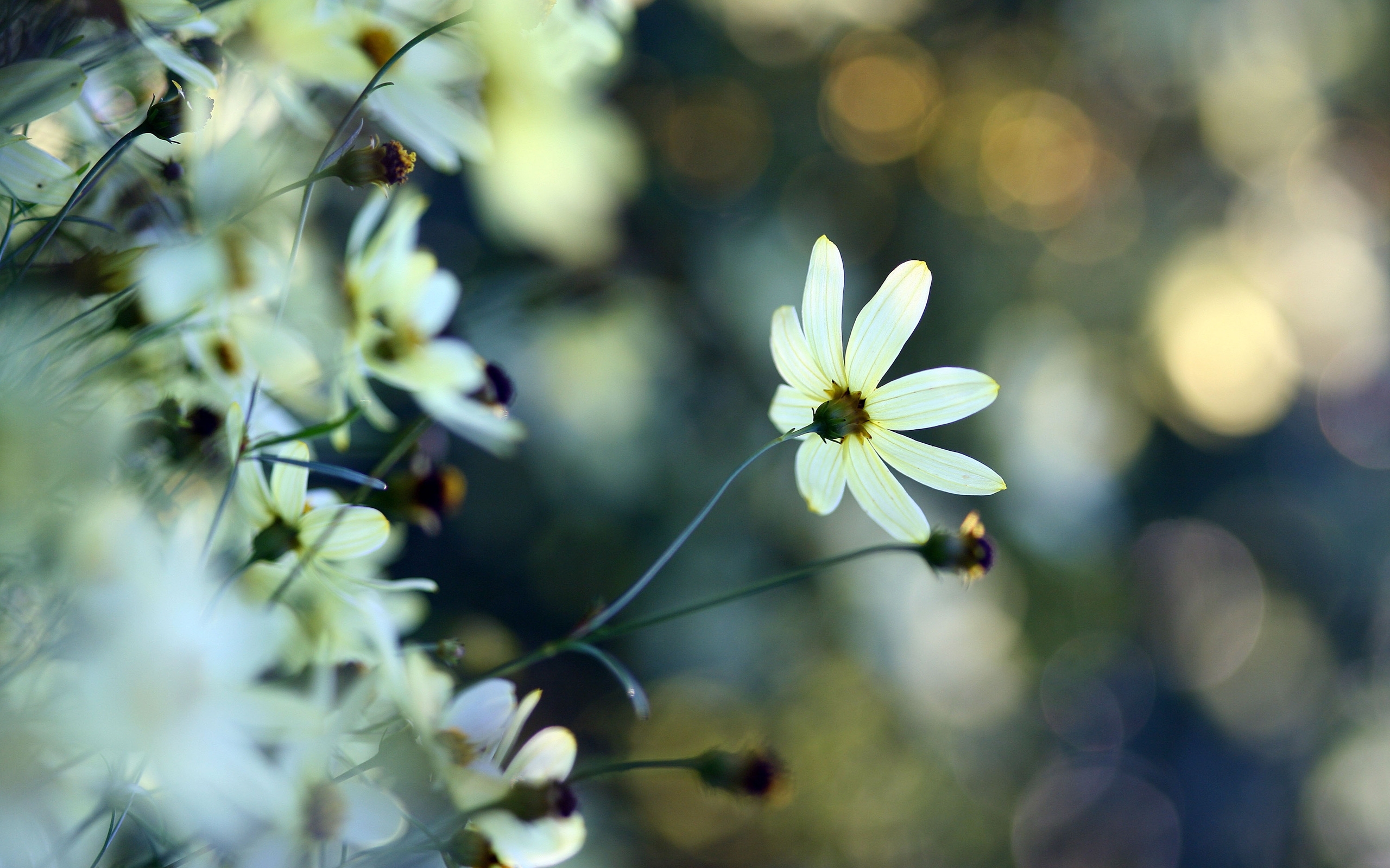 Laden Sie das Blumen, Blume, Feld, Morgen, Bokeh, Blütenblatt, Erde/natur-Bild kostenlos auf Ihren PC-Desktop herunter