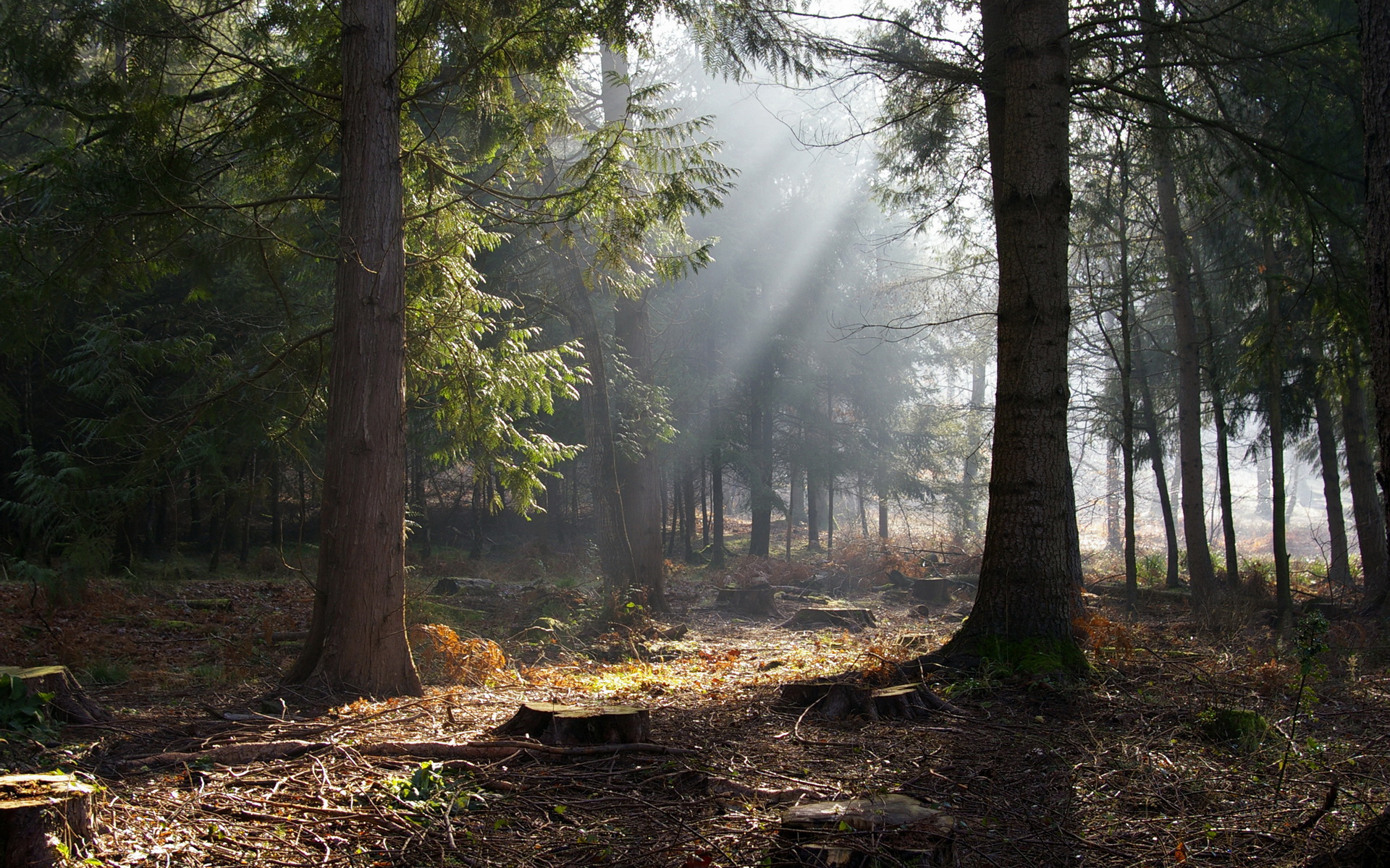 Handy-Wallpaper Wald, Erde/natur kostenlos herunterladen.