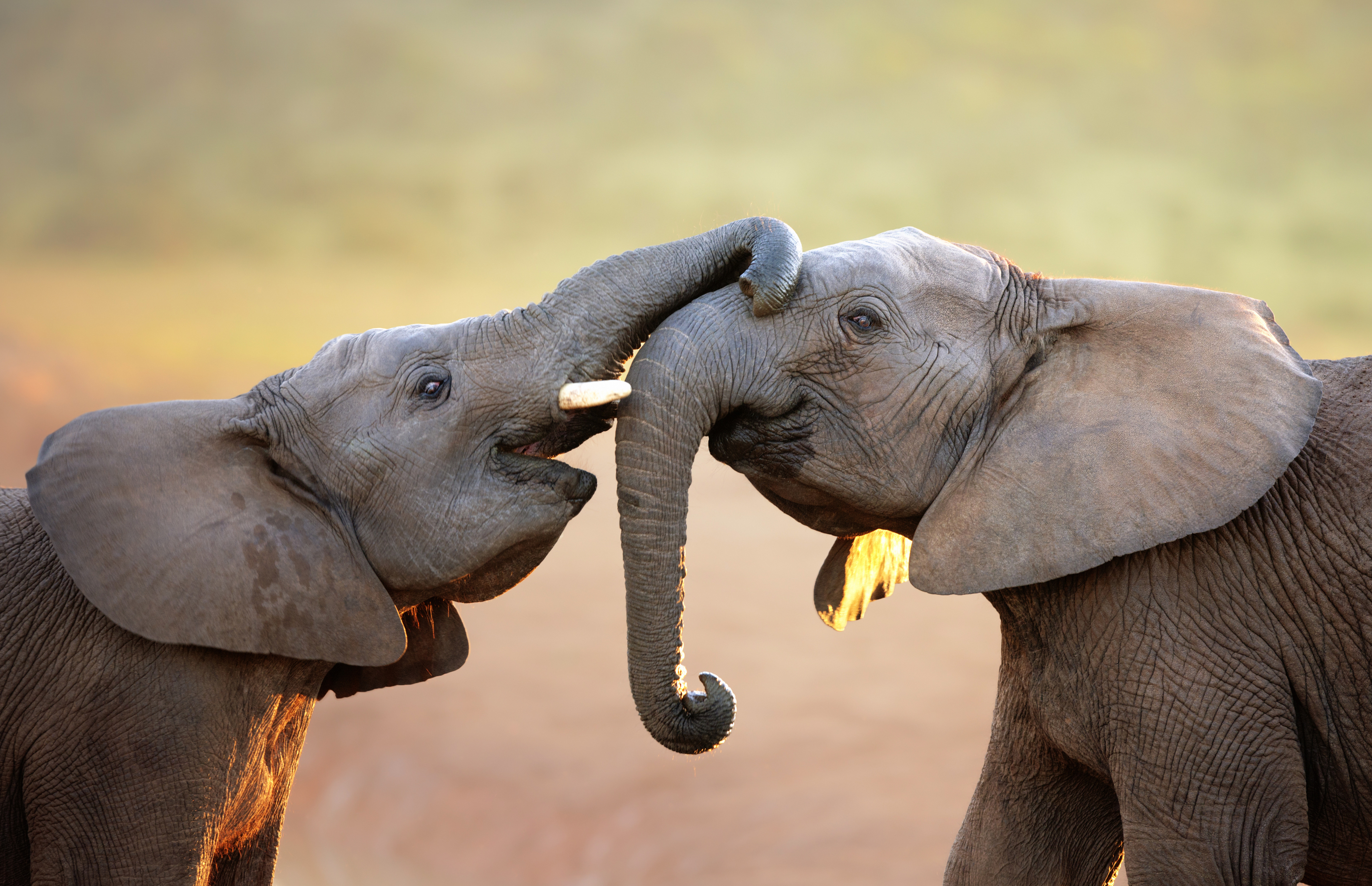 Téléchargez des papiers peints mobile Animaux, Bokeh, Éléphants, Éléphant De Savane D'afrique gratuitement.