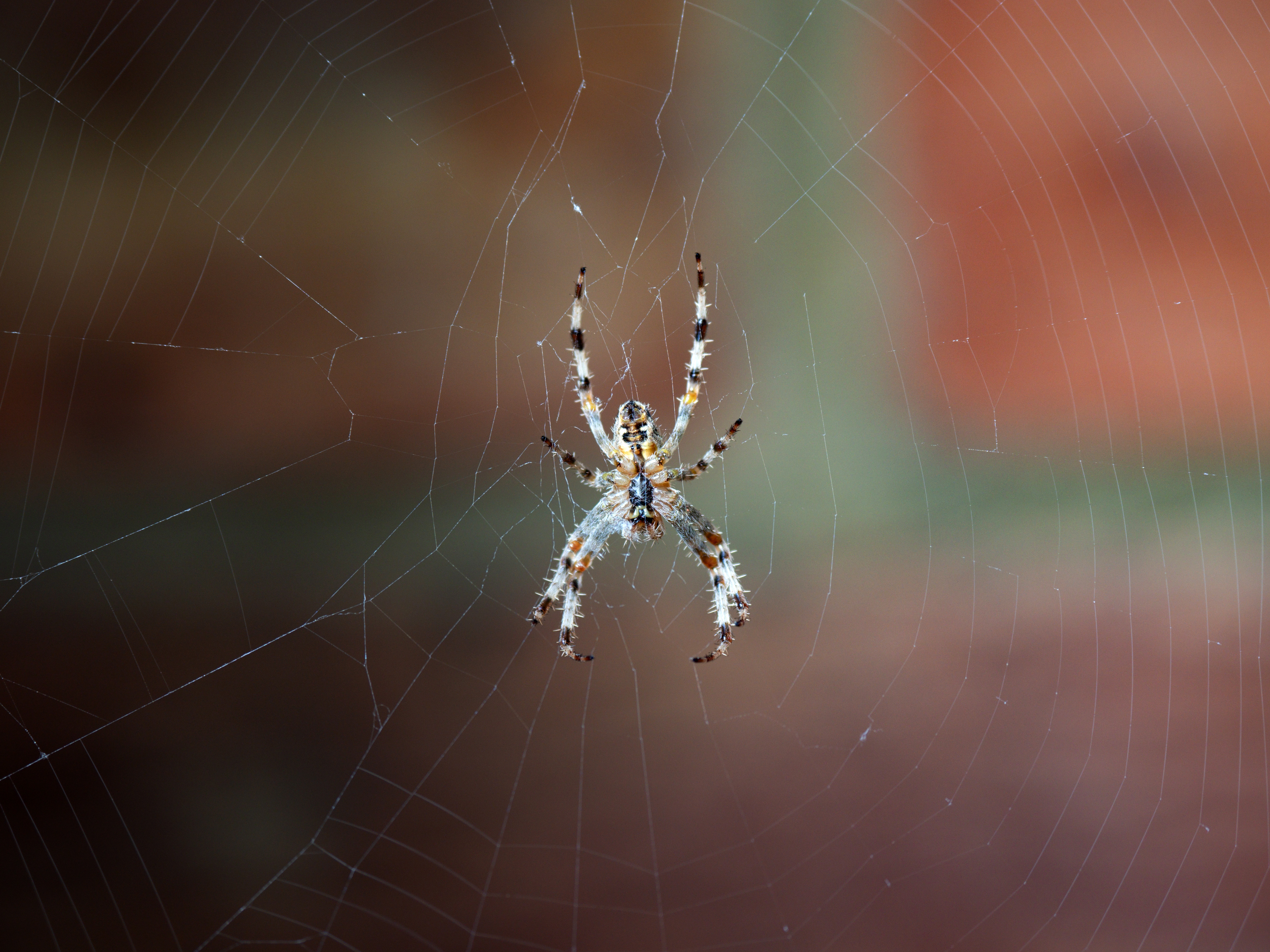 web, macro, close up, spider