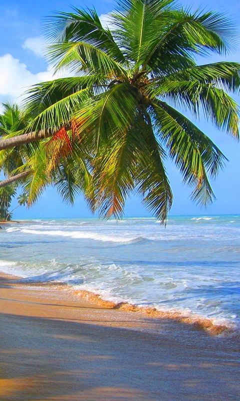 Descarga gratuita de fondo de pantalla para móvil de Playa, Horizonte, Océano, Tierra, Tropical, Tierra/naturaleza, Palmera, Tropico.