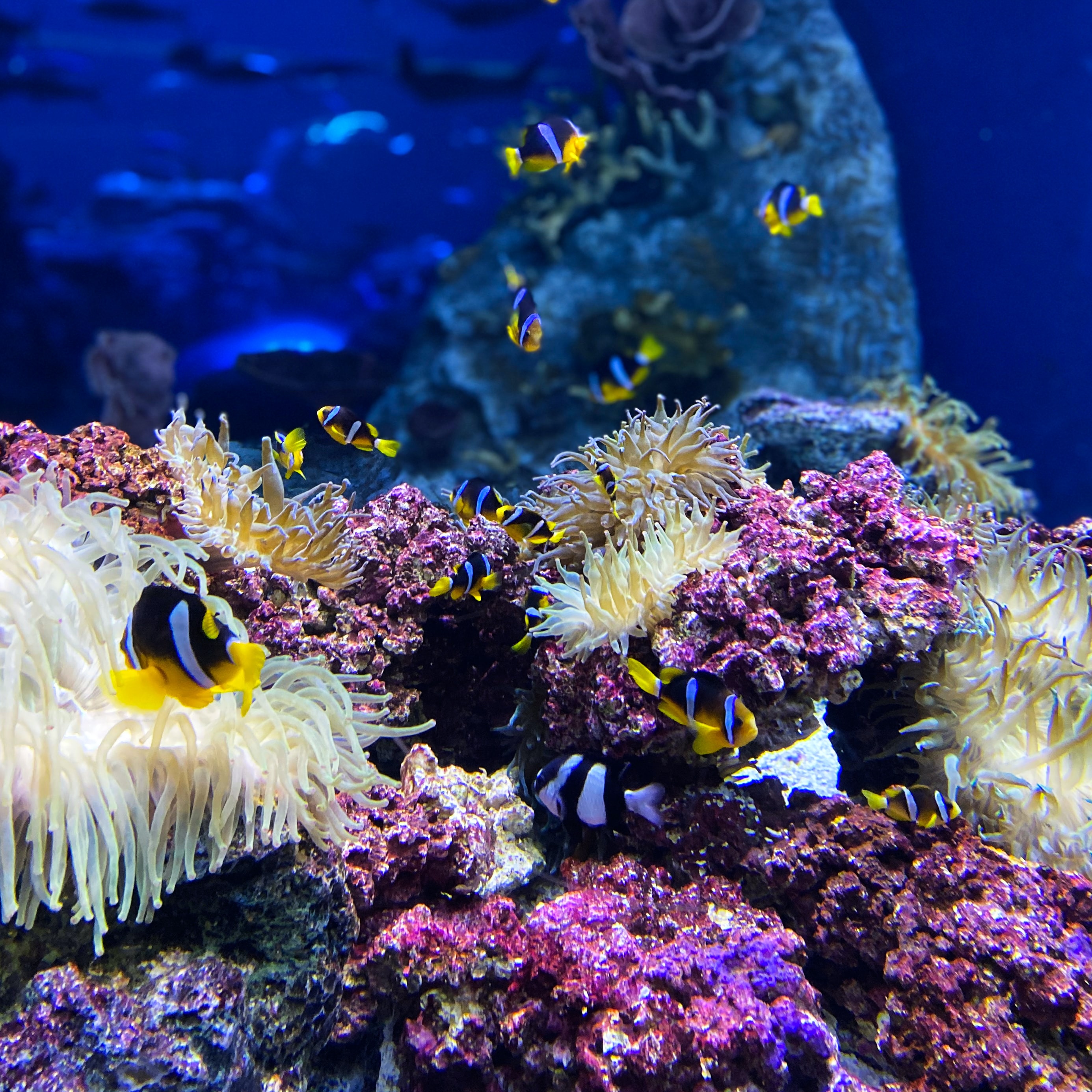 94273 Hintergrundbild herunterladen unterwasser, reef, tiere, koralle, clownfische, ein fisch, fisch, klasse, fischclown, riff - Bildschirmschoner und Bilder kostenlos