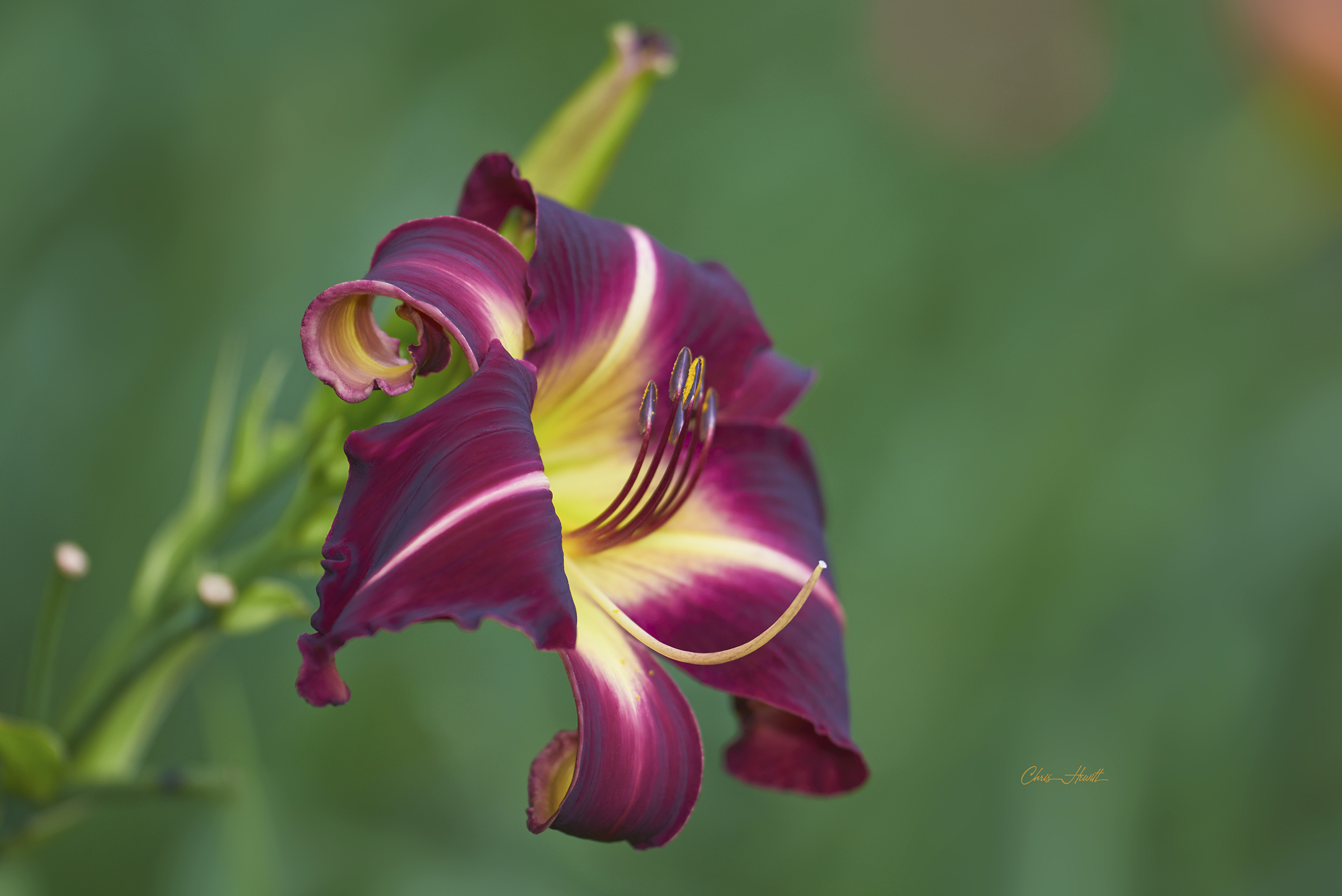 Laden Sie das Blumen, Blume, Lilie, Erde/natur, Taglilie-Bild kostenlos auf Ihren PC-Desktop herunter