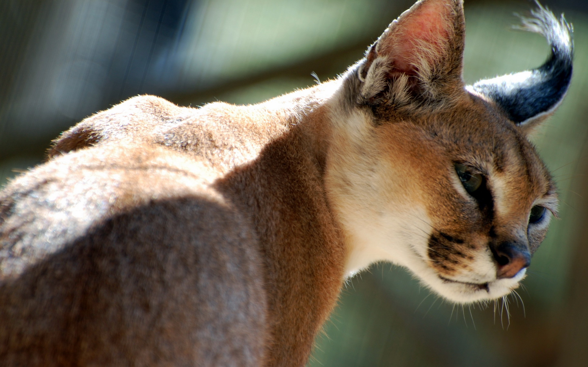 Download mobile wallpaper Animal, Caracal, Lynx for free.