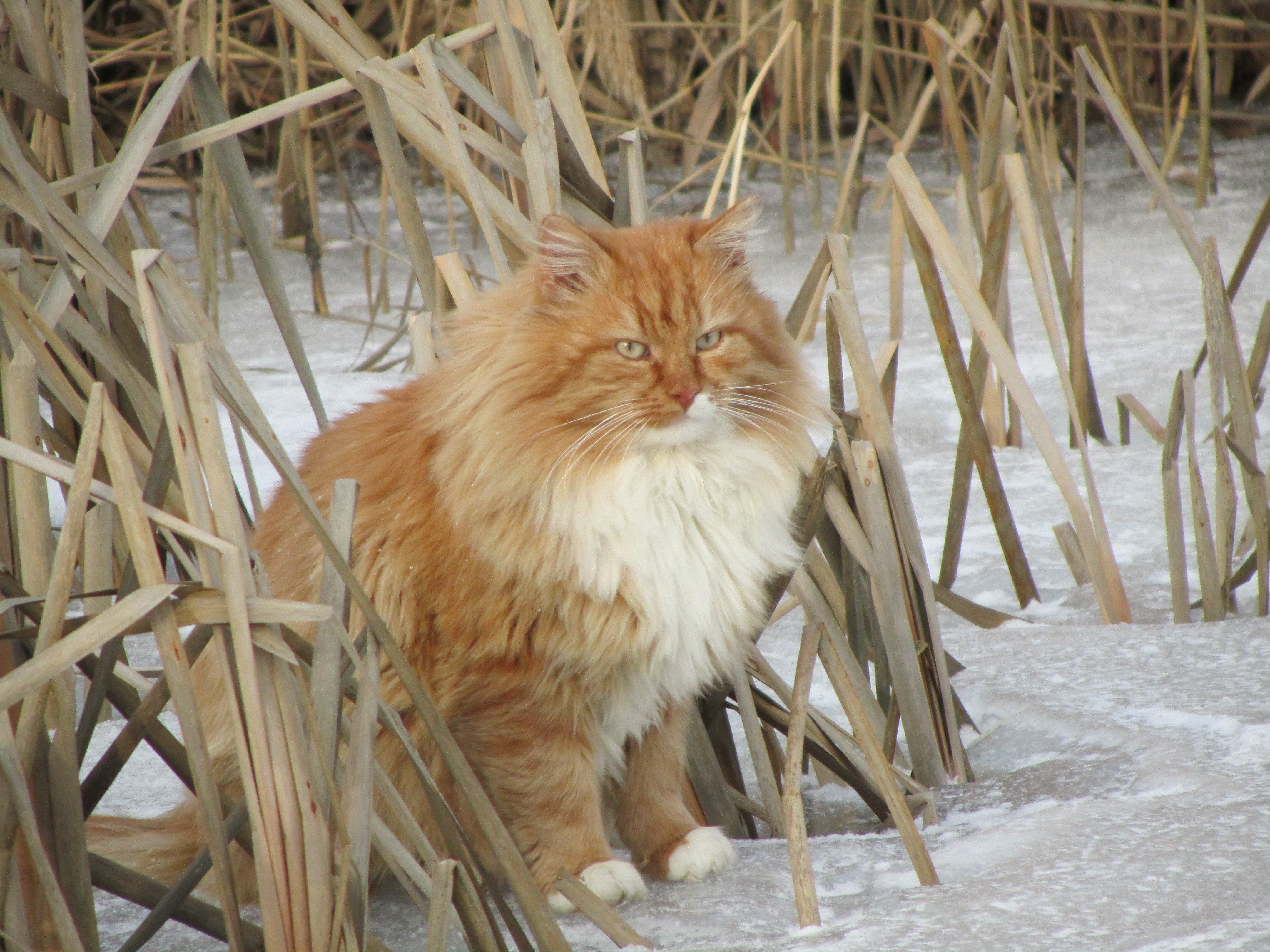 Laden Sie das Tiere, Katzen, Katze-Bild kostenlos auf Ihren PC-Desktop herunter