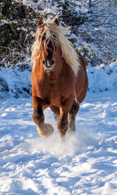 Descarga gratuita de fondo de pantalla para móvil de Animales, Invierno, Nieve, Caballo.