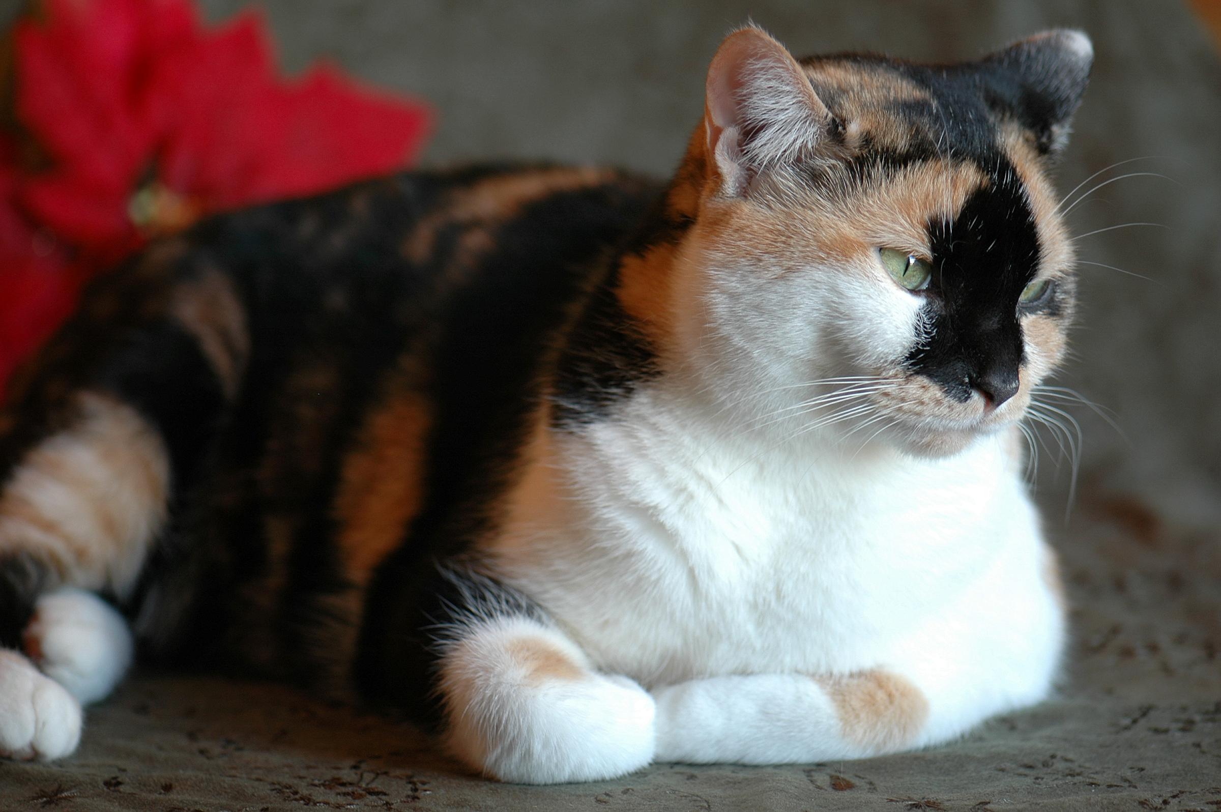 Baixe gratuitamente a imagem Animais, Gatos, Gato na área de trabalho do seu PC