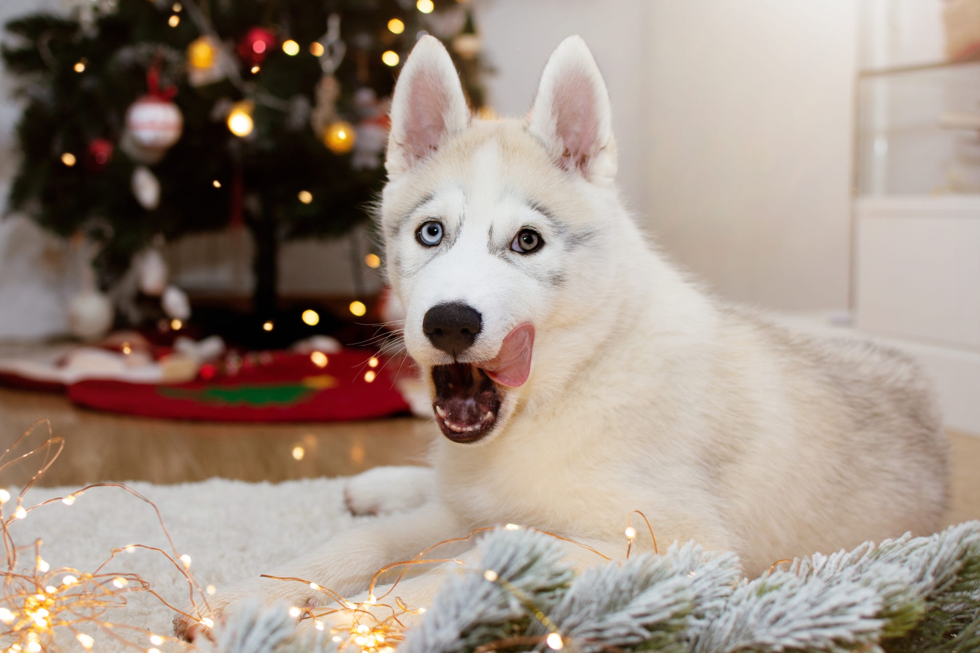 Téléchargez gratuitement l'image Animaux, Chiens, Noël, Chien, Rauque sur le bureau de votre PC