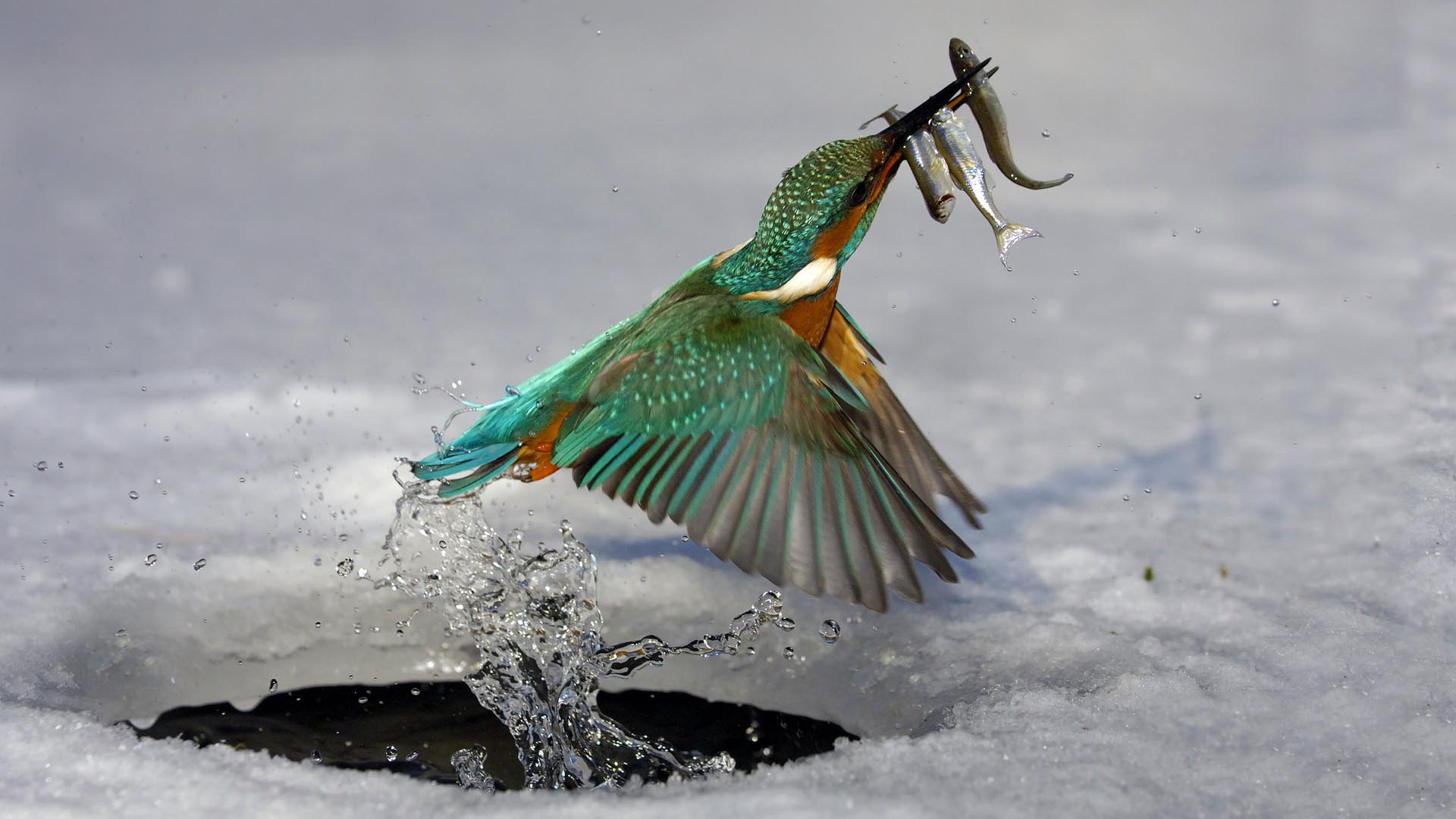PCデスクトップに動物, 鳥, 水, 氷, 魚, カワセミ画像を無料でダウンロード