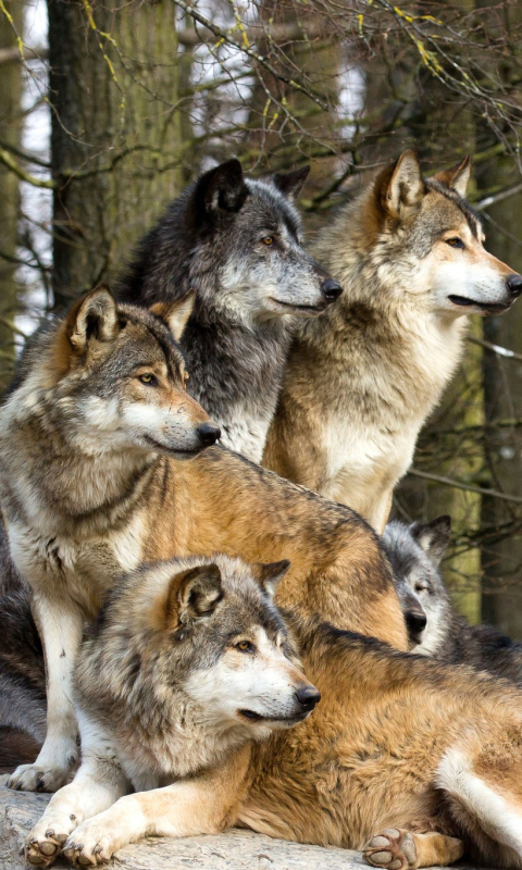 Baixar papel de parede para celular de Animais, Lobos, Lobo gratuito.