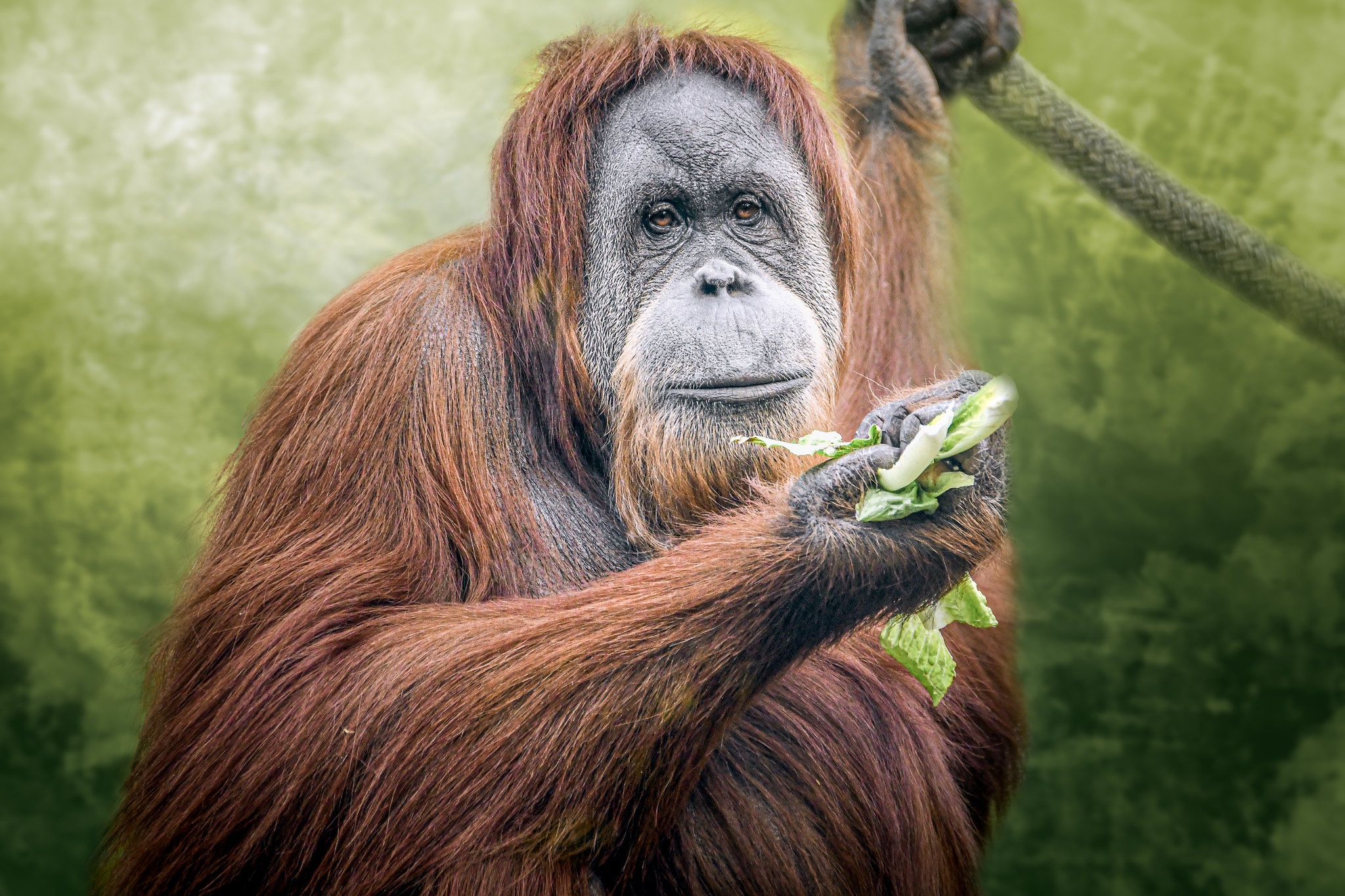 PCデスクトップに動物, サル, 猿, 霊長類, オランウータン画像を無料でダウンロード