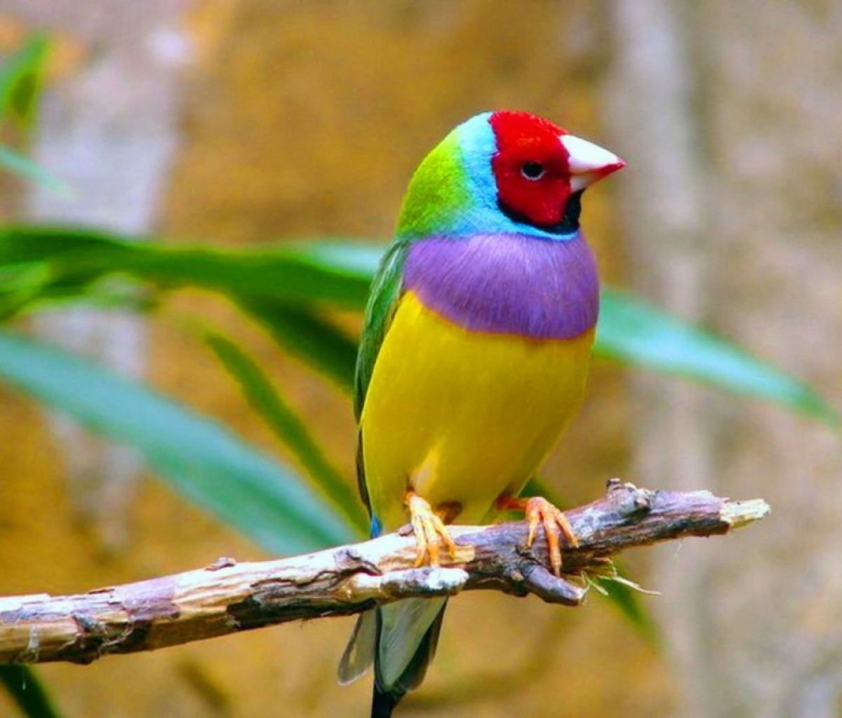 animal, gouldian finch, colors, branch, finch, bird, colorful, earth, birds