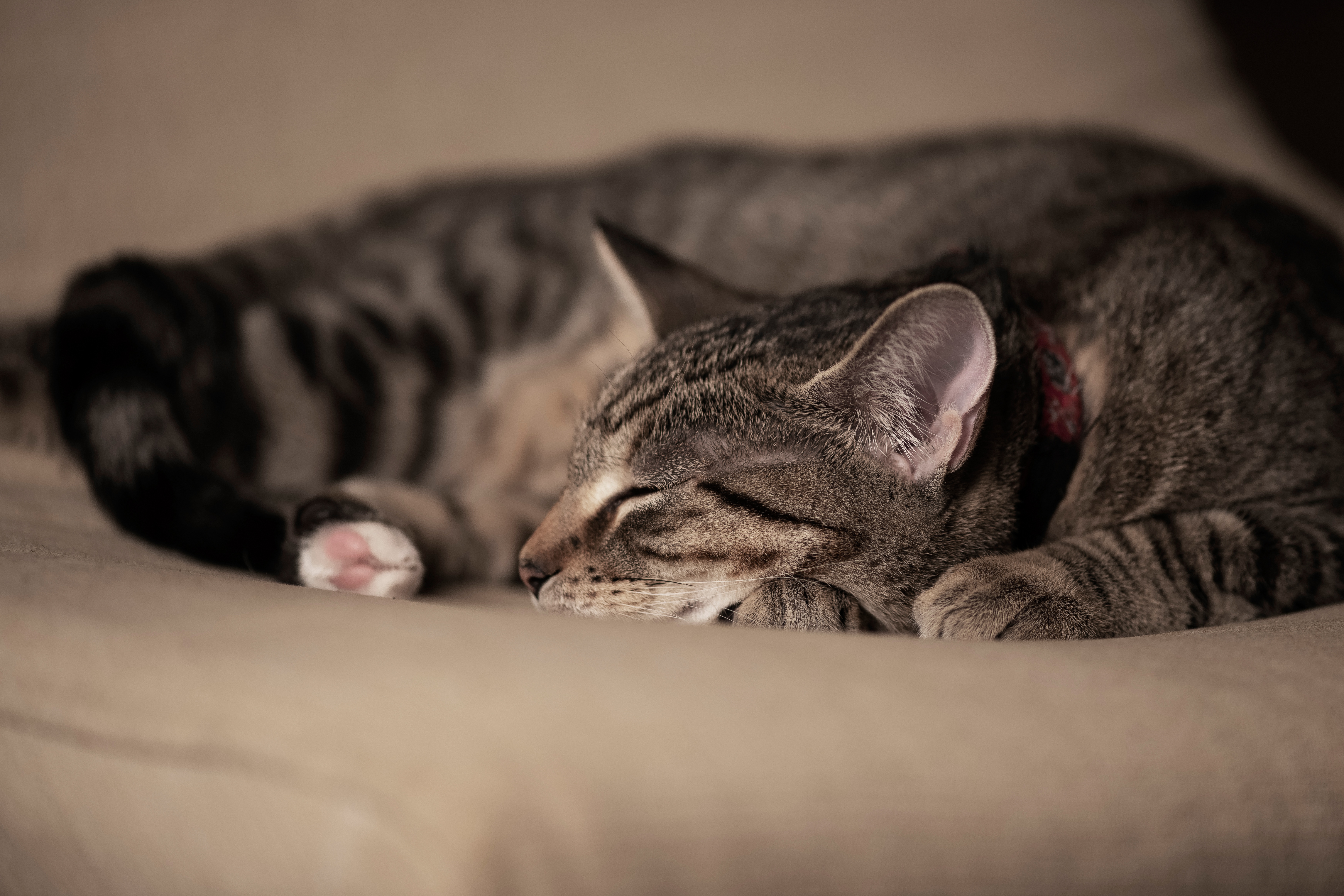 Baixar papel de parede para celular de Animais, Gatos, Gato, Dormindo gratuito.