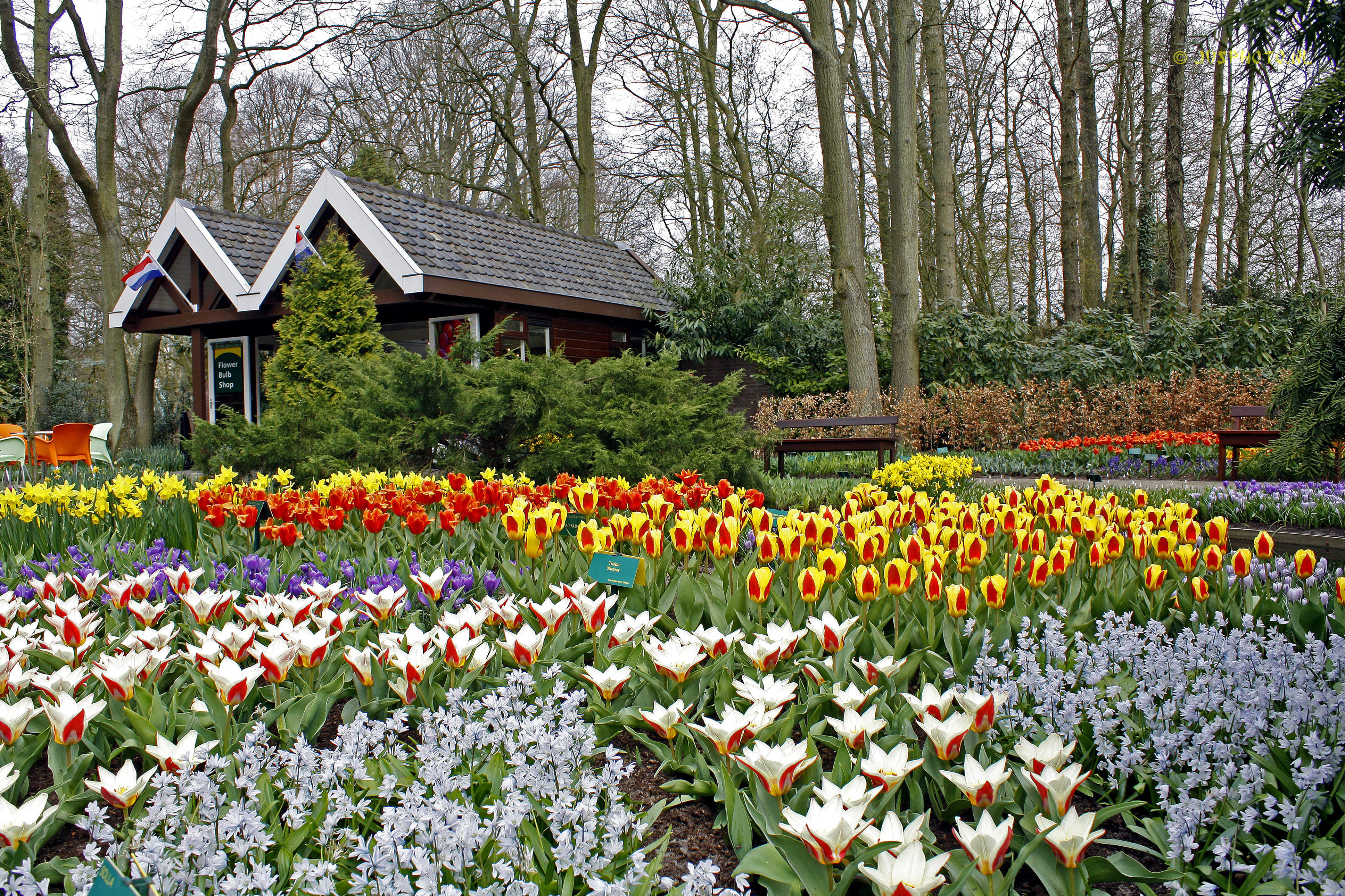 Скачать обои бесплатно Цветок, Парк, Весна, Нидерланды, Скамья, Фотографии, Строительство картинка на рабочий стол ПК