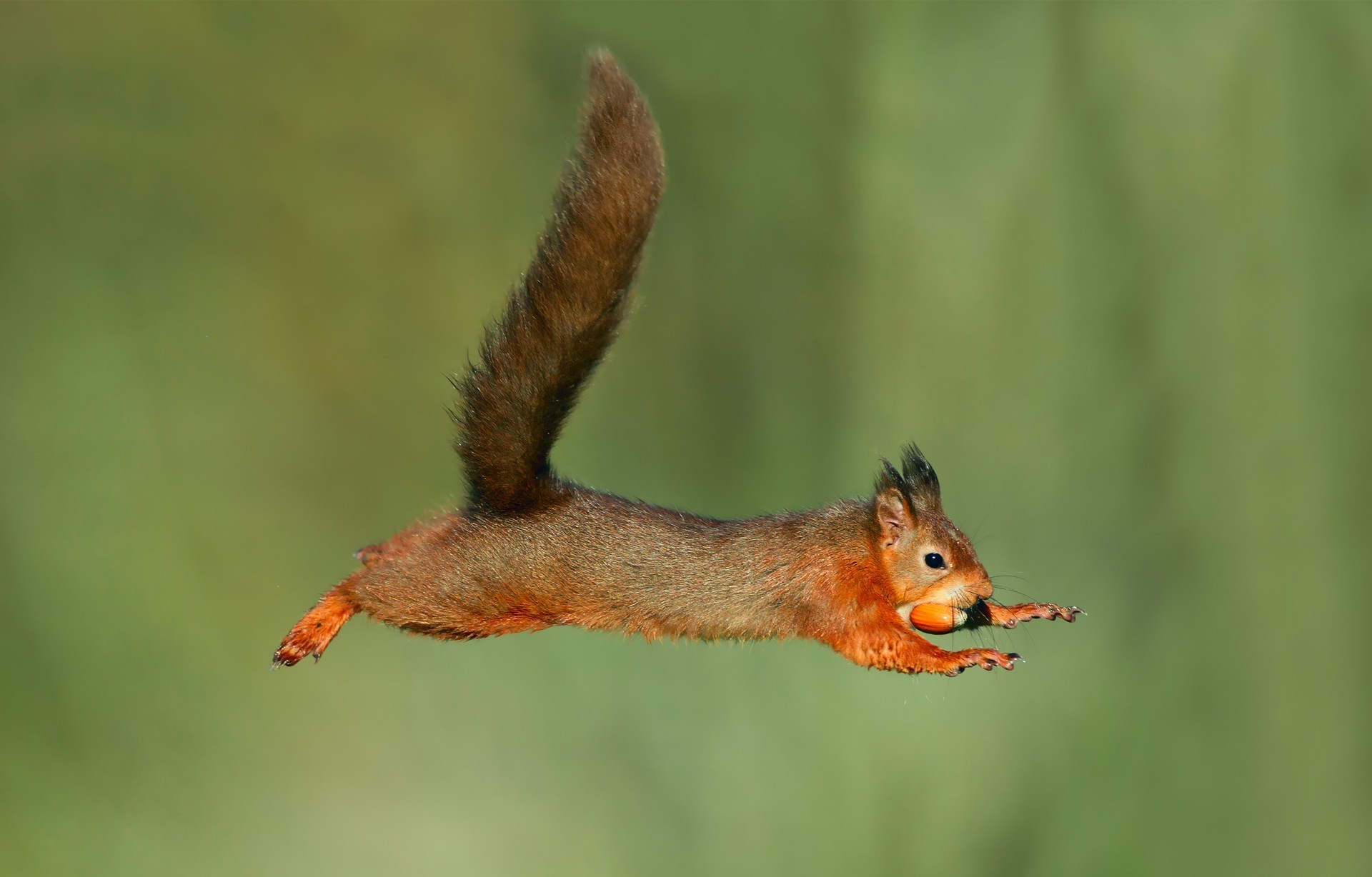 Download mobile wallpaper Squirrel, Animal, Nut for free.
