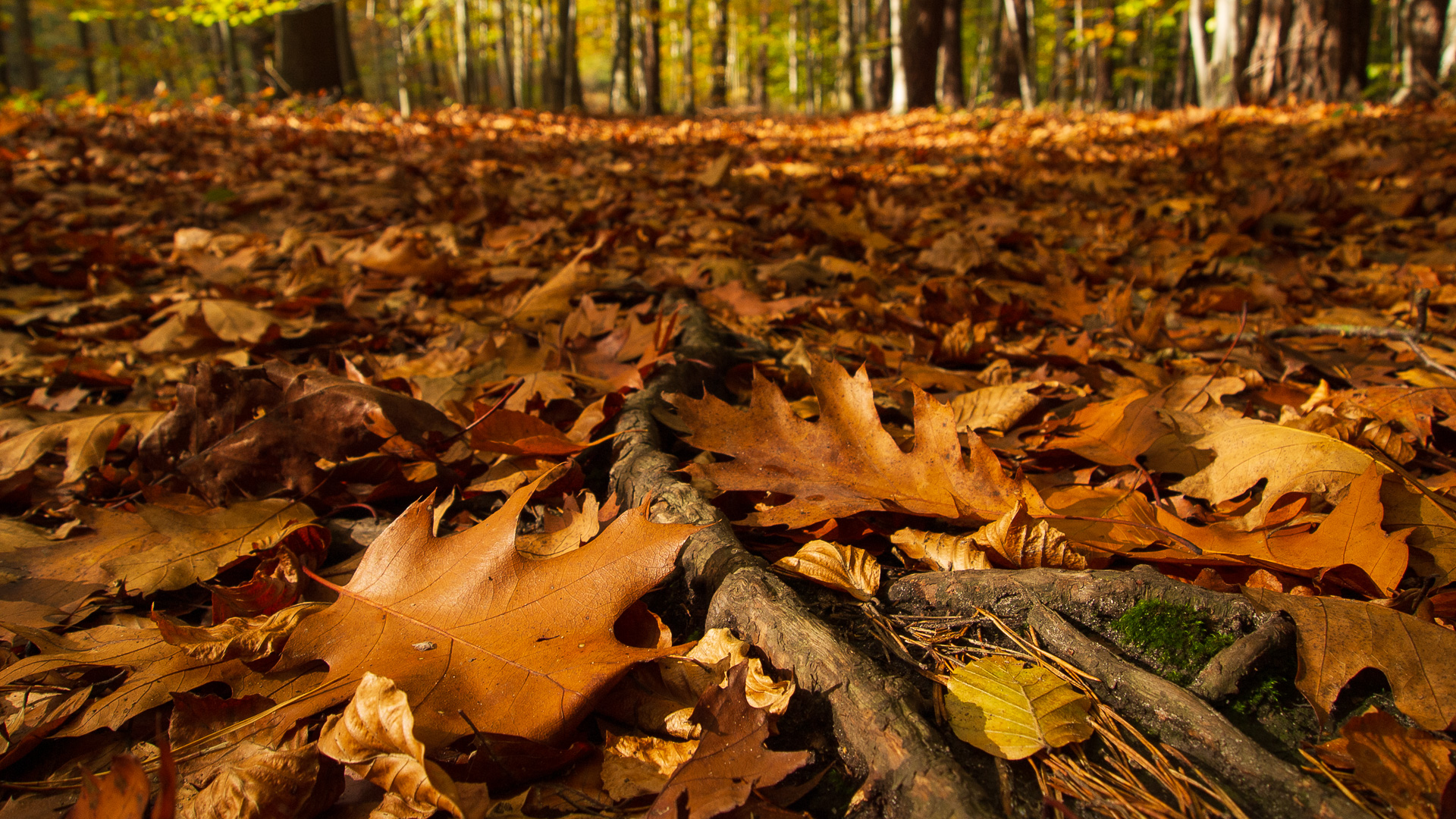 Download mobile wallpaper Leaf, Fall, Earth for free.