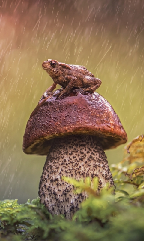 Download mobile wallpaper Rain, Frogs, Animal, Mushroom, Frog, Amphibian for free.