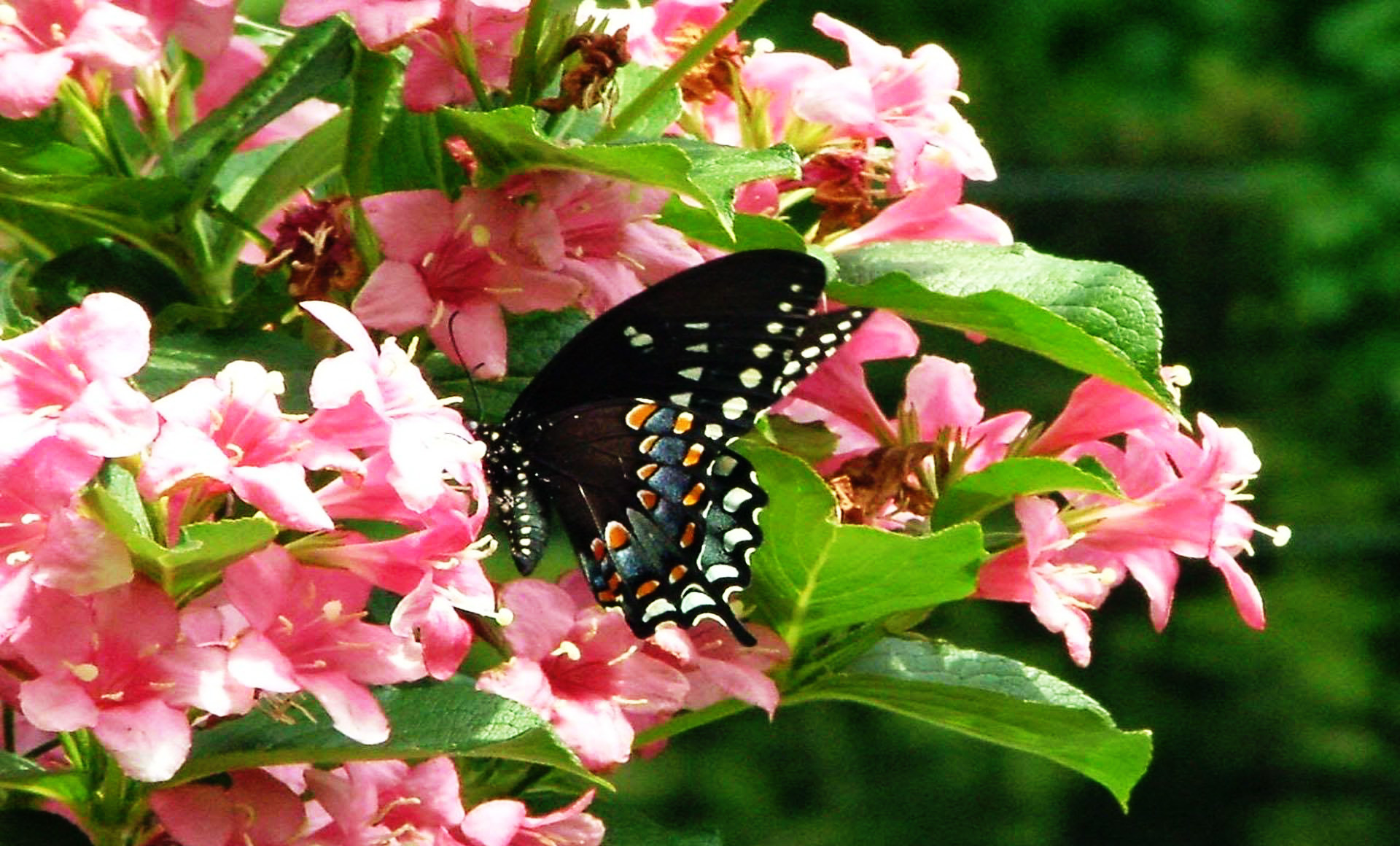 Descarga gratis la imagen Animales, Flor, Flor Rosa, Mariposa en el escritorio de tu PC