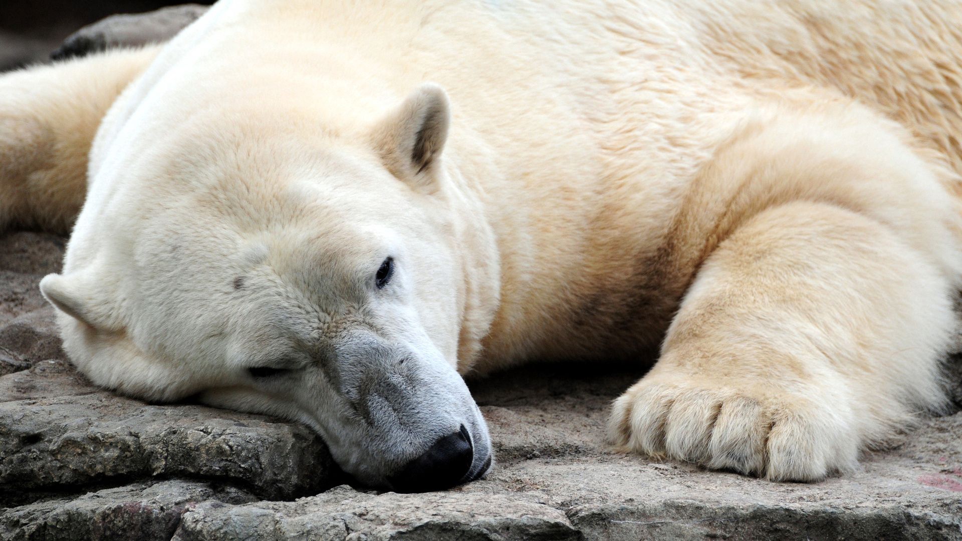 104469 завантажити шпалери тварини, ведмідь, сон, мріяти, лапи, великий, полярний ведмідь, білий ведмідь - заставки і картинки безкоштовно